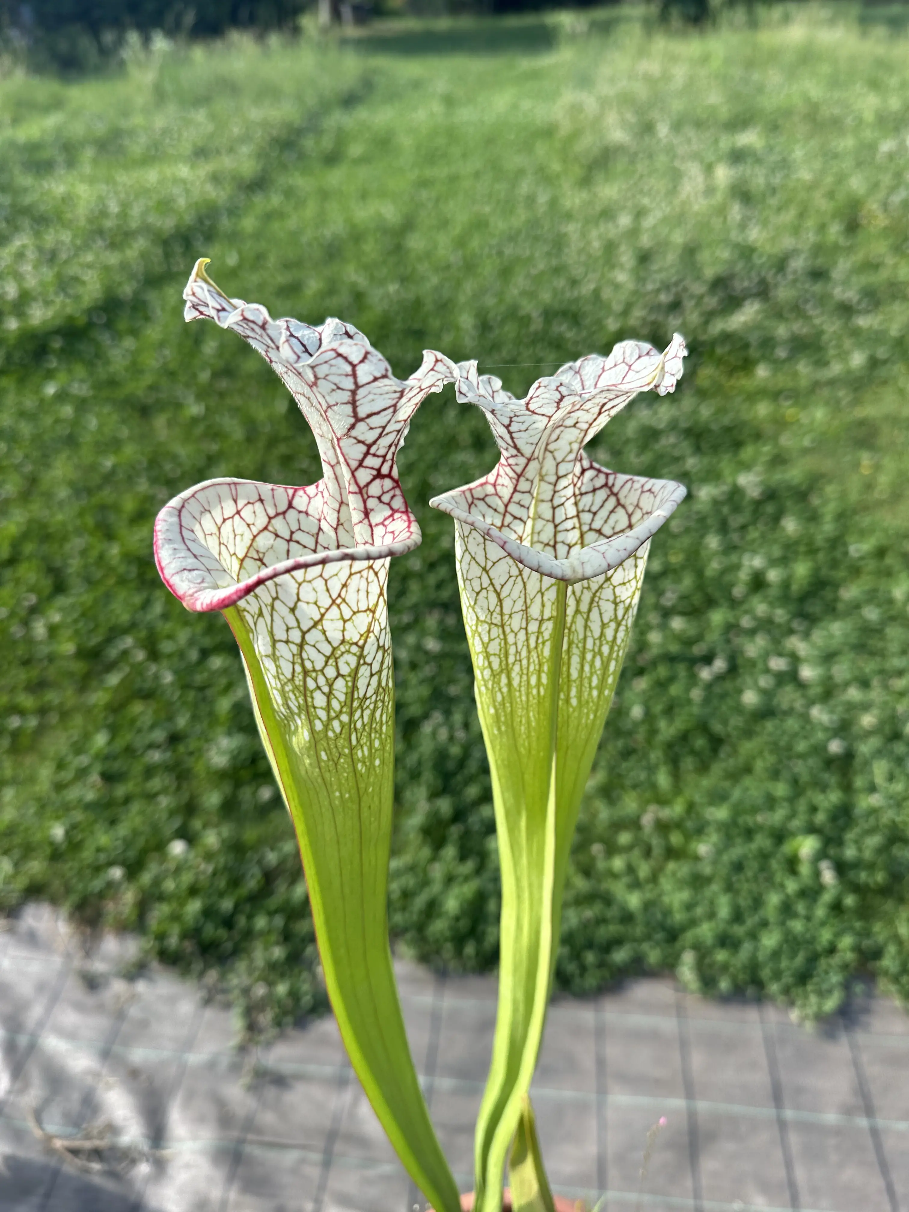 Sarracenia moorei "The beast", giant white pitchers