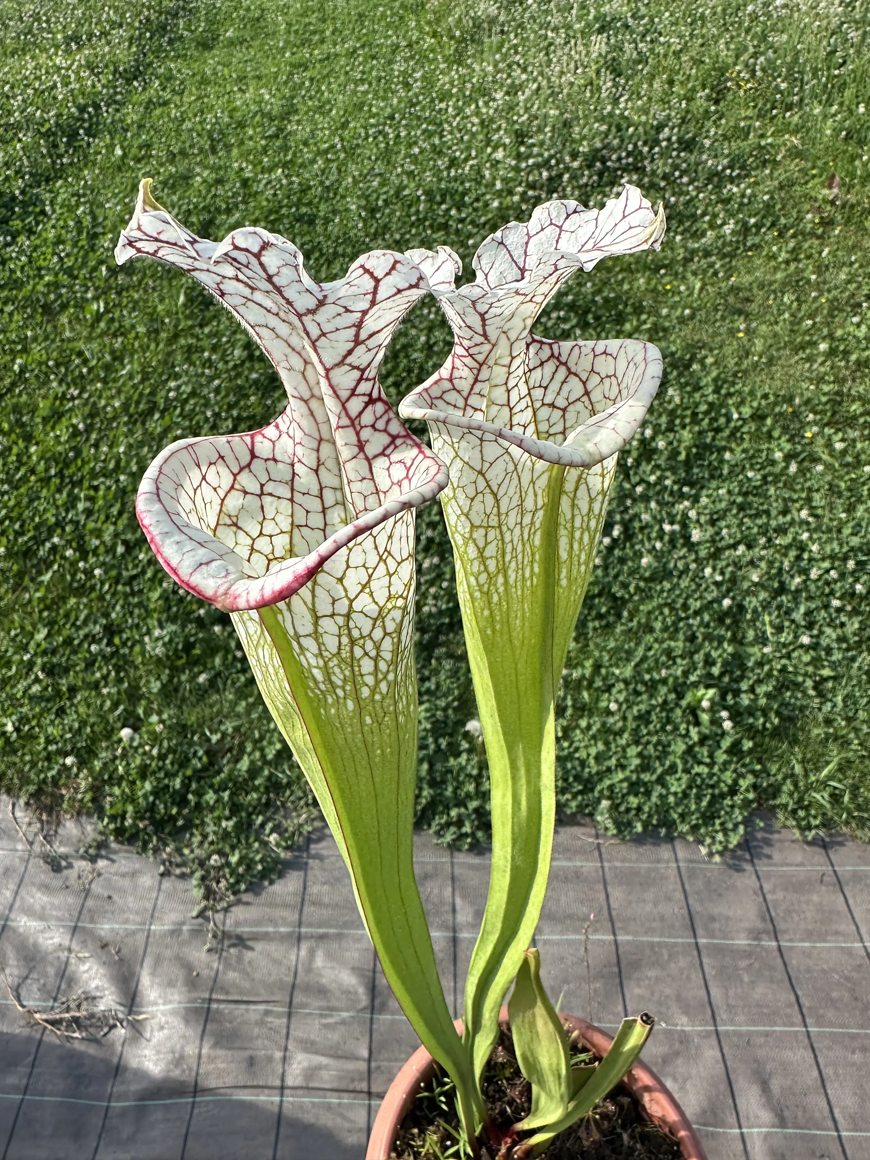Sarracenia moorei "The beast", giant white pitchers