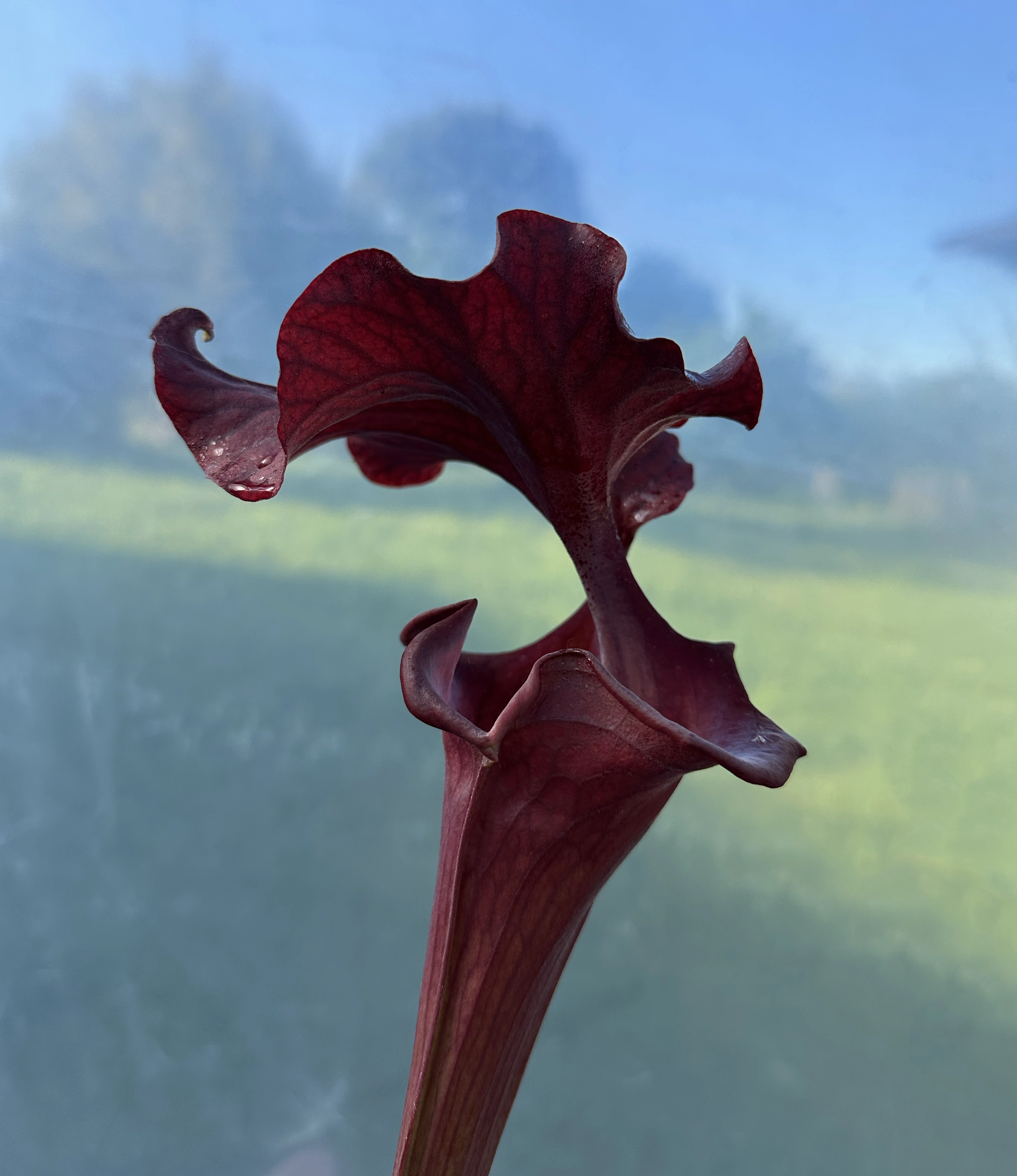 Sarracenia x "South Winds"