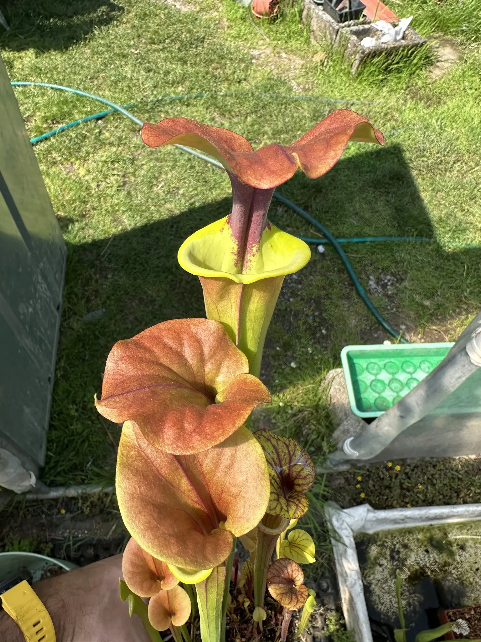 Sarracenia flava var. cuprea