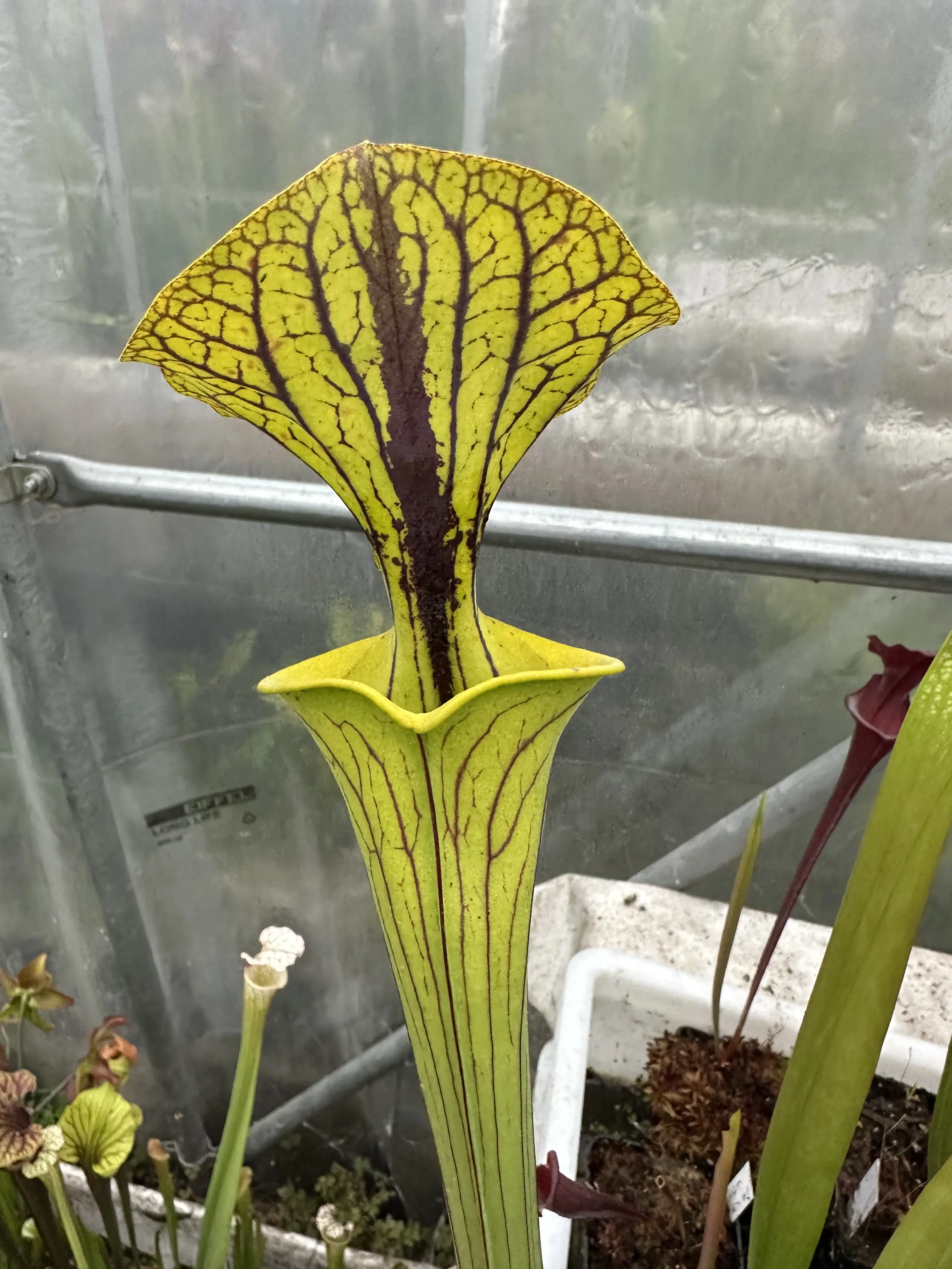 Sarracenia var. ornata "Black Veins", clone 10