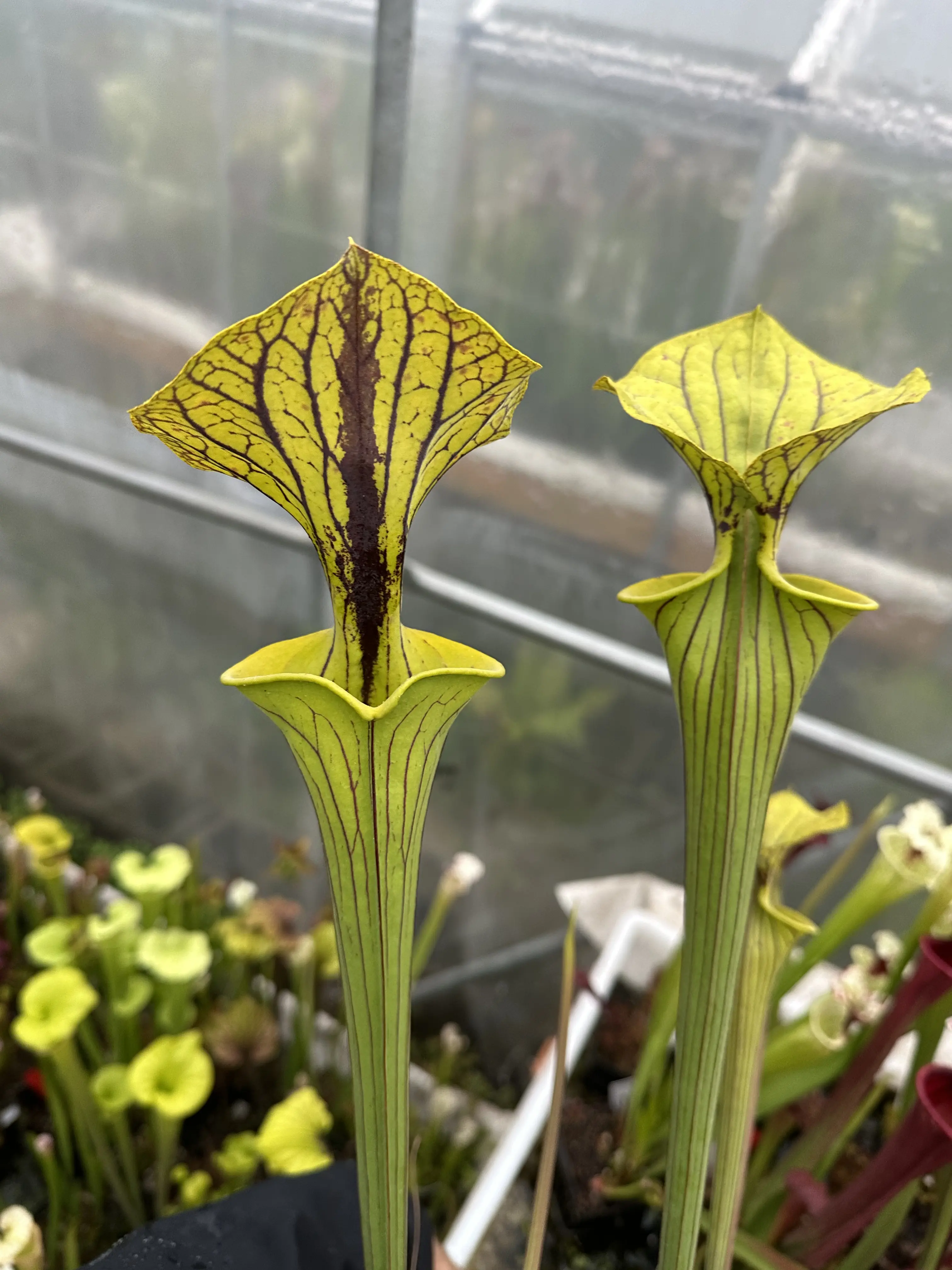 Sarracenia var. ornata "Black Veins", clone 10