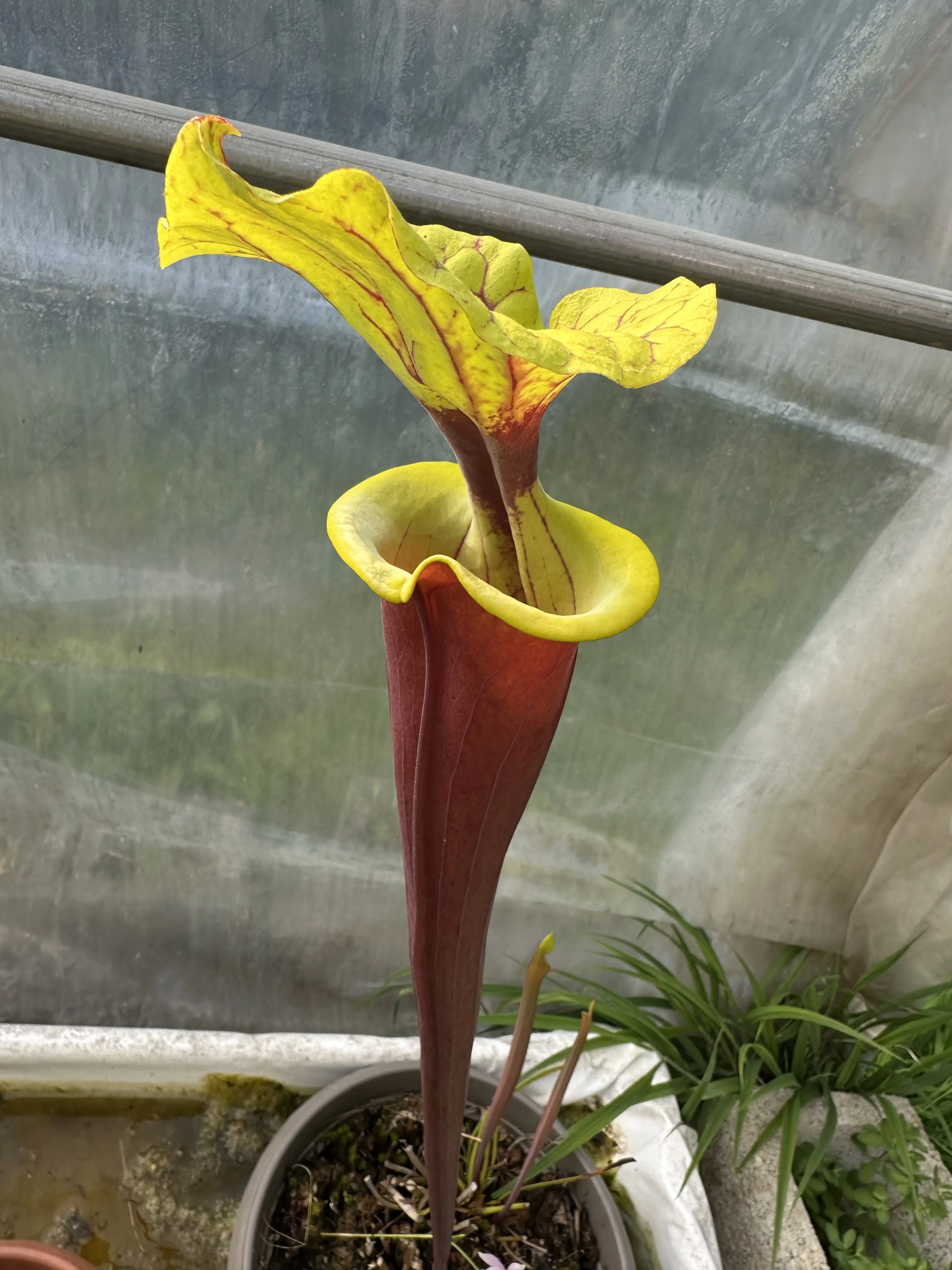 Sarracenia flava var. rubricorpora "Burgundy"