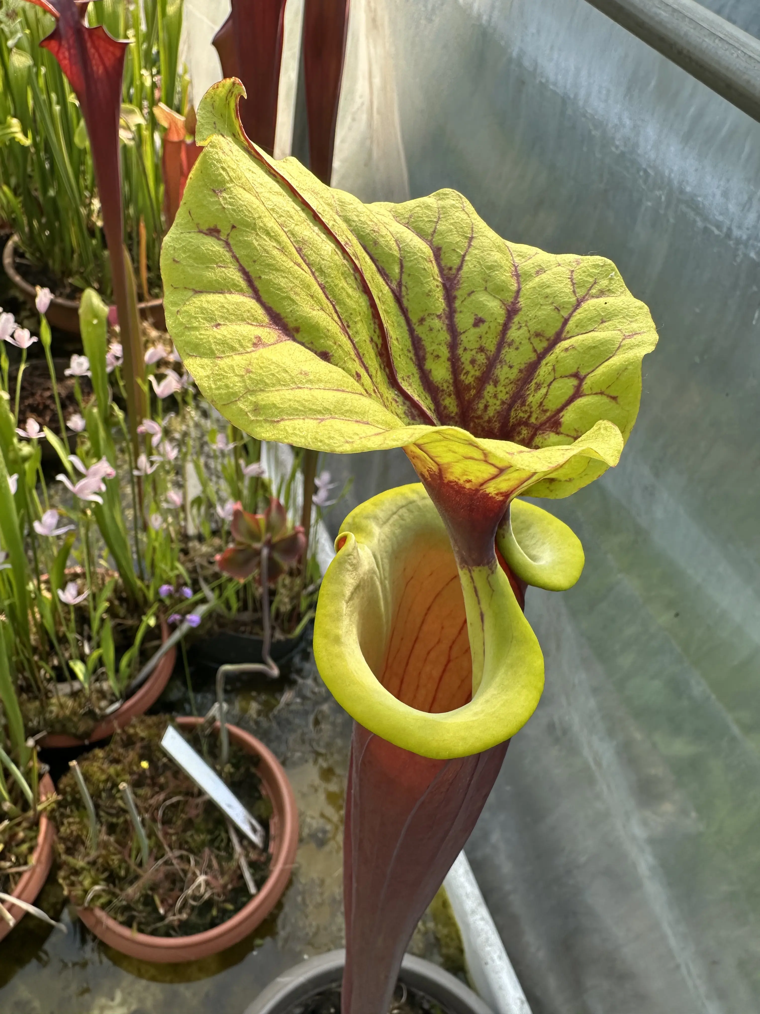 Sarracenia flava var. rubricorpora "Burgundy"