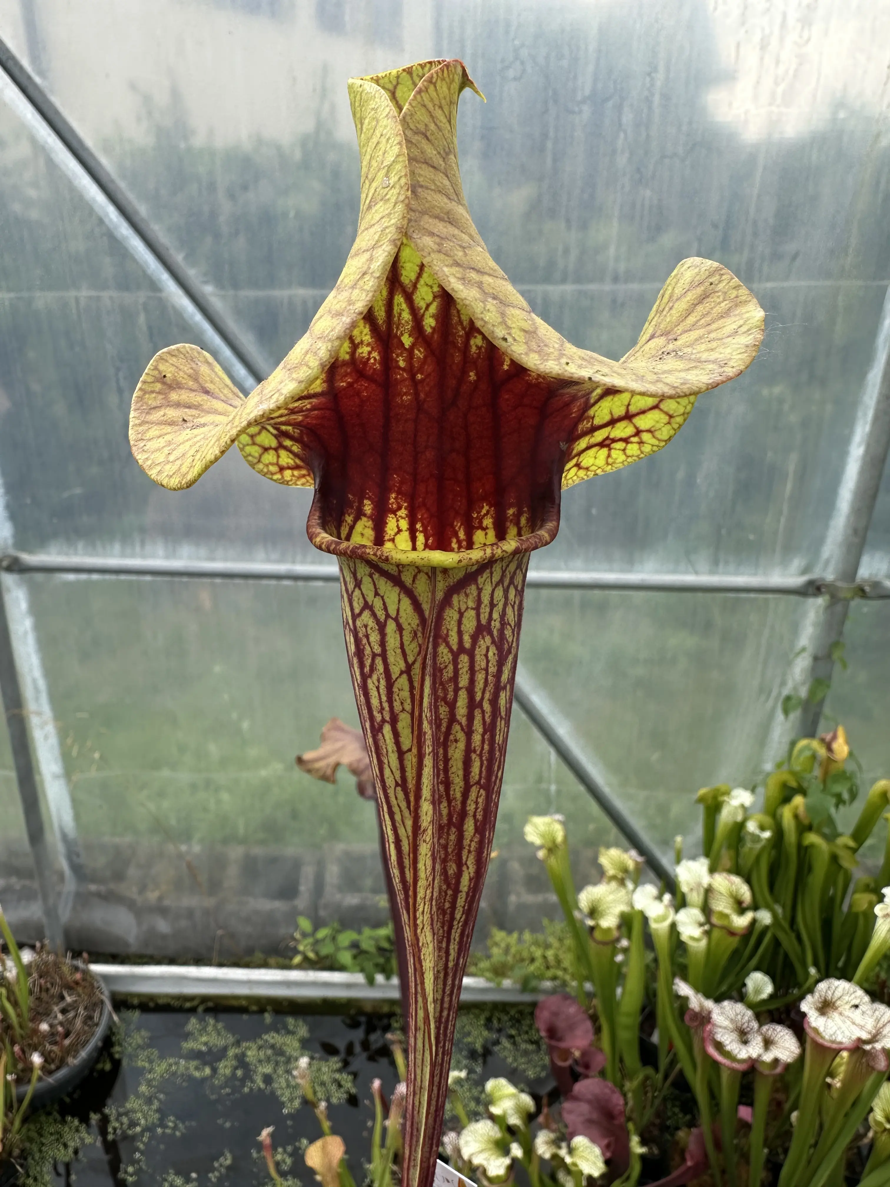 Sarracenia catesbaei