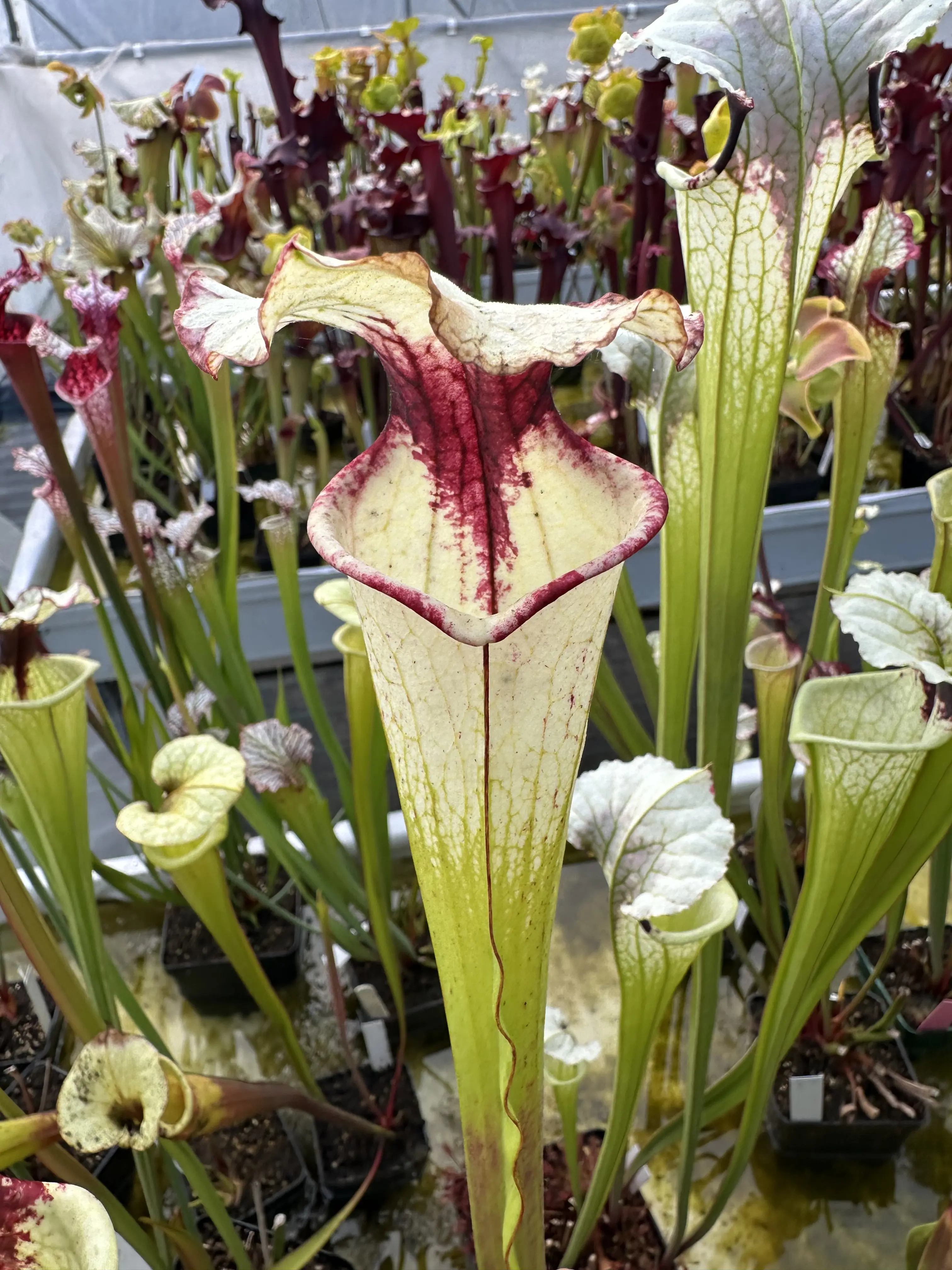 Sarracenia x (Splatter x Legacy)