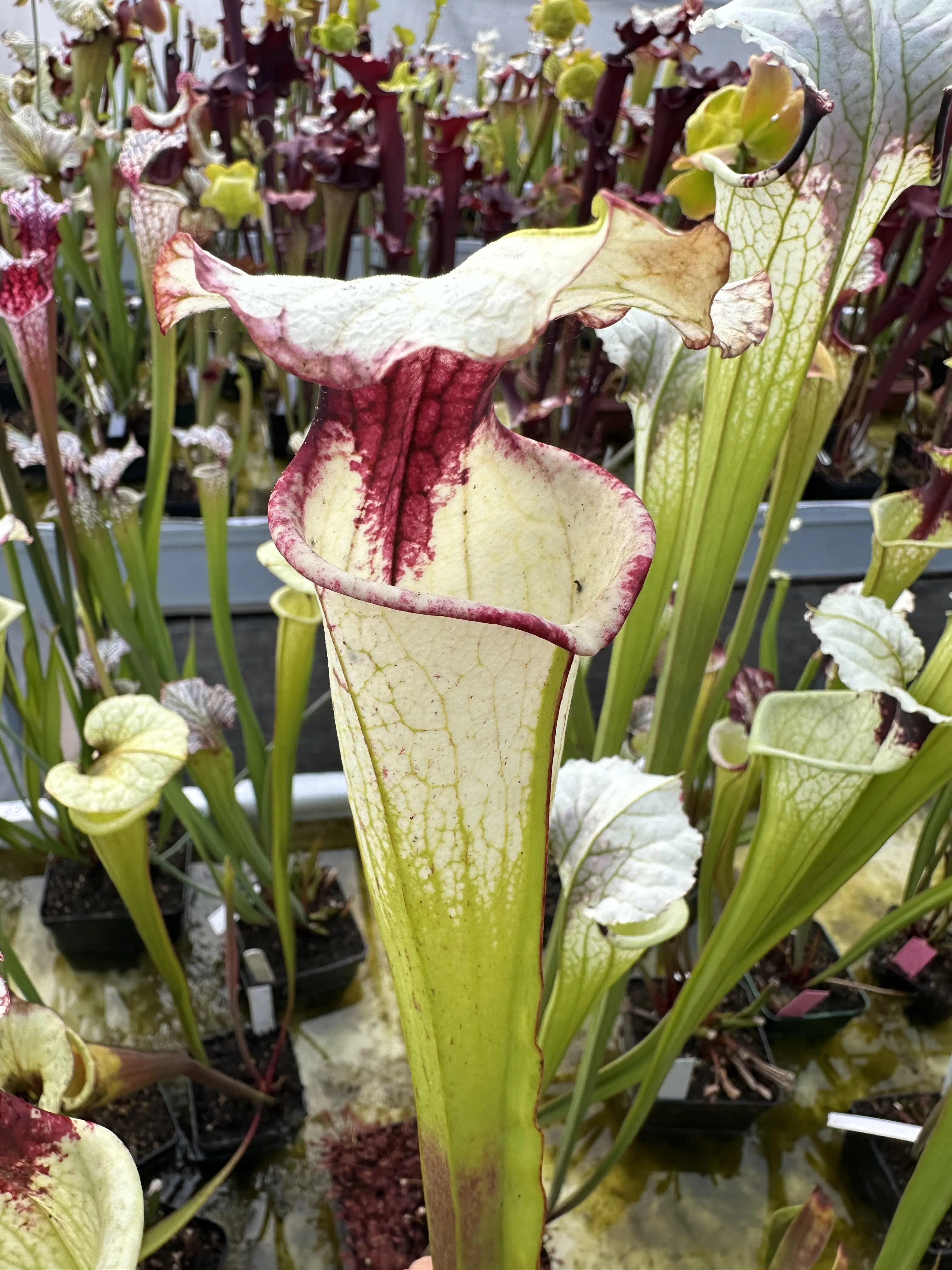 Sarracenia x (Splatter x Legacy)