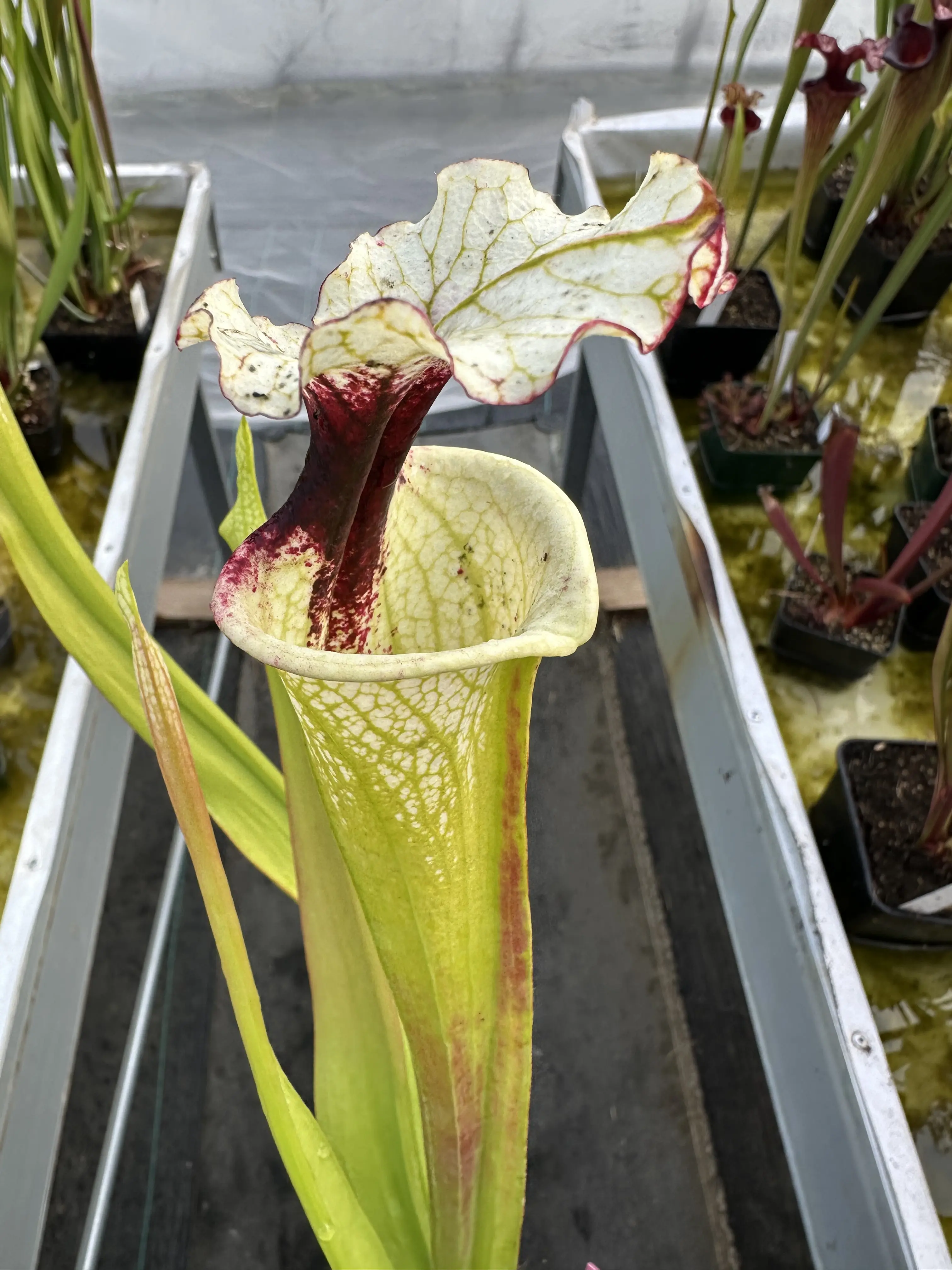 Sarracenia x (Sxm54 x Legacy) clone A