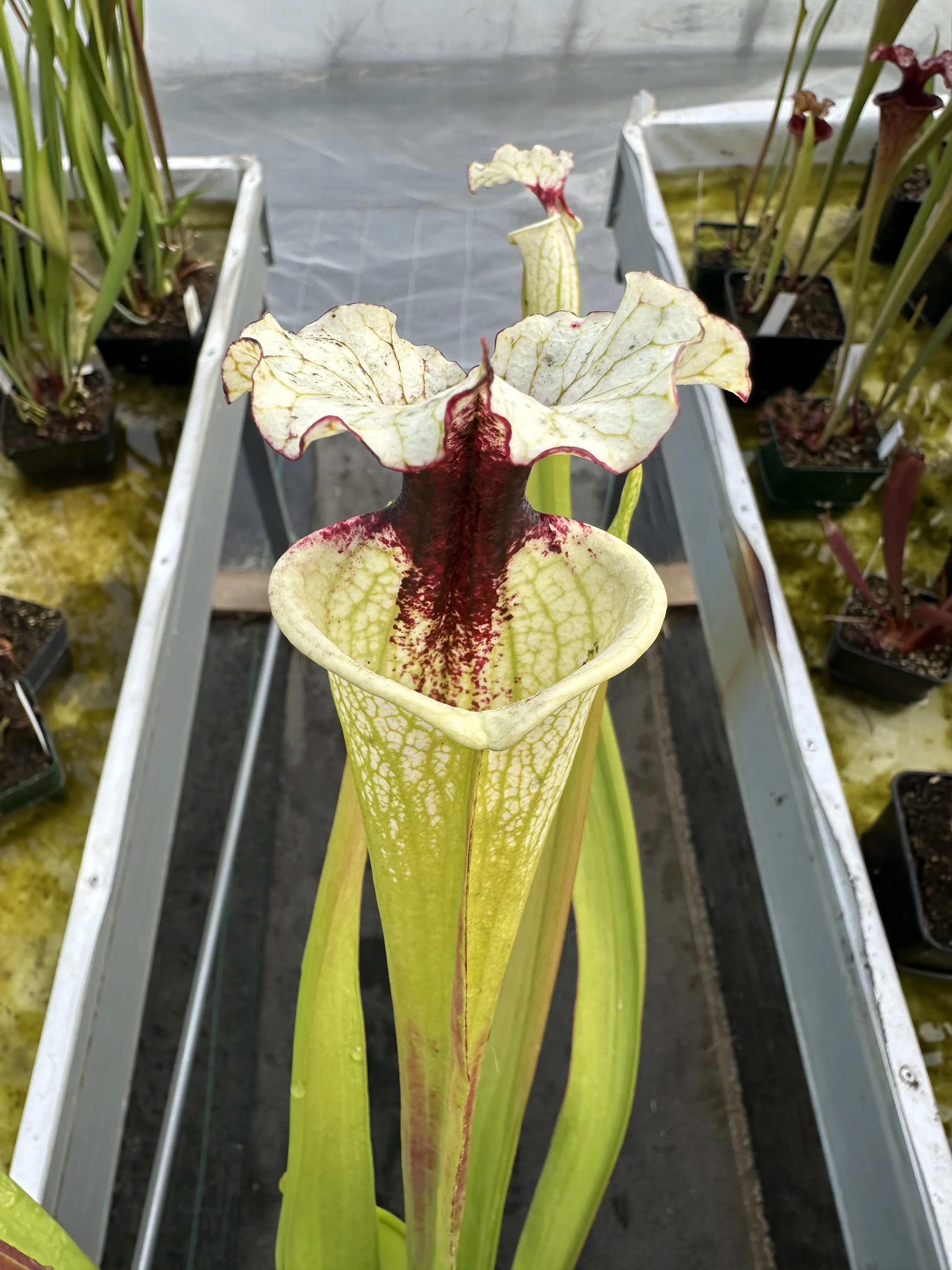 Sarracenia x (Sxm54 x Legacy) clone A