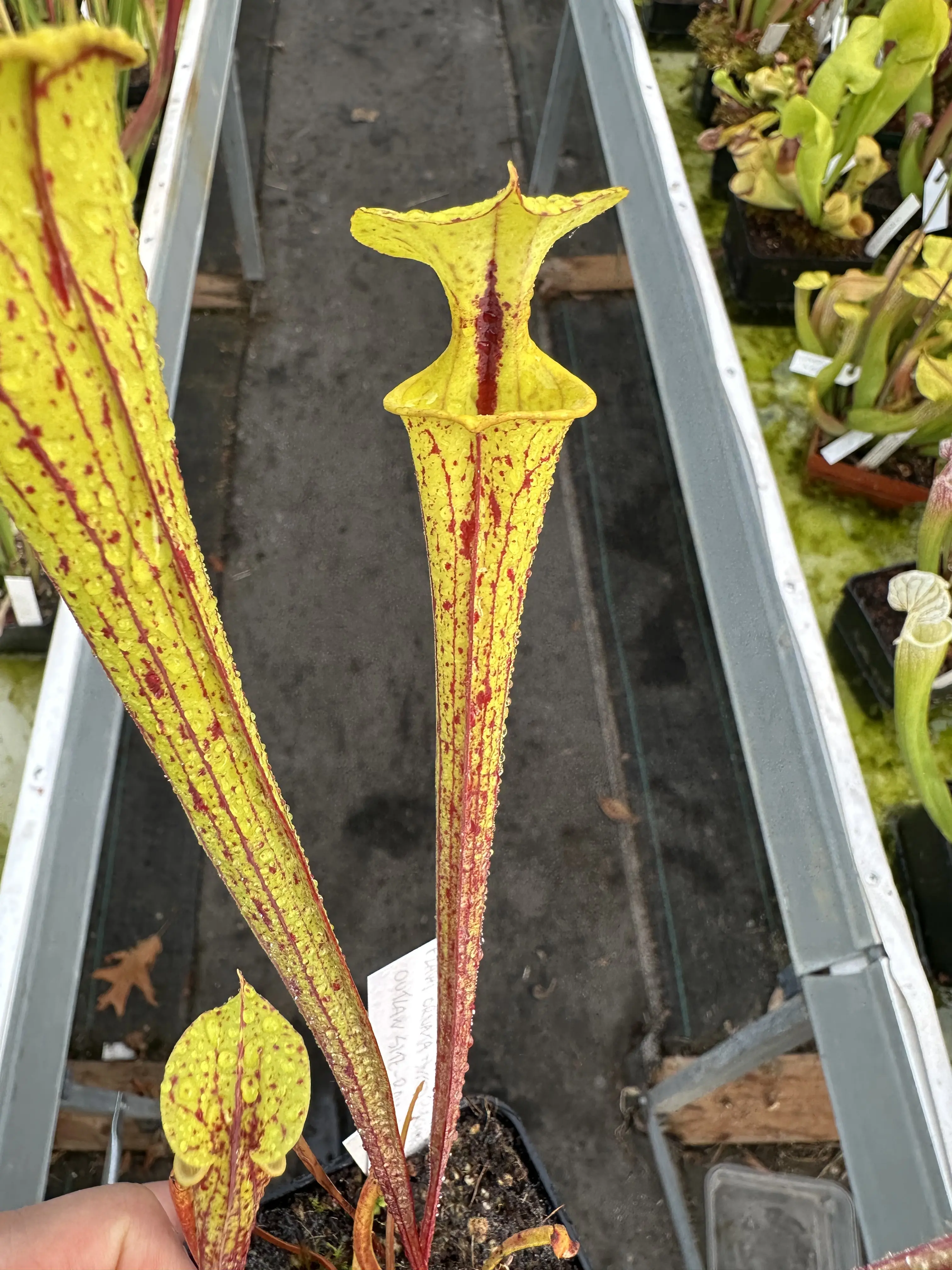 Sarracenia flava ornata, red spotted leaves