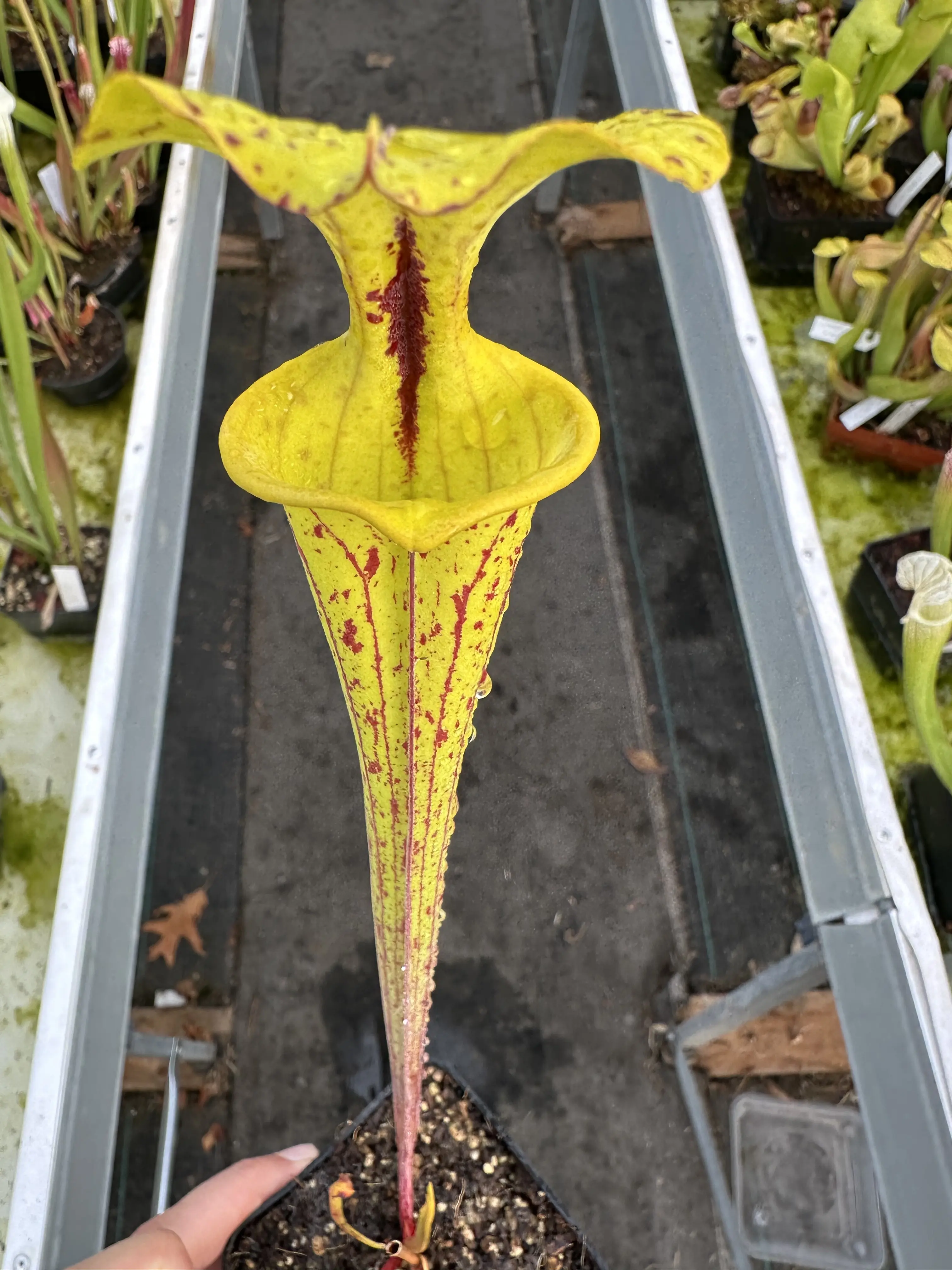 Sarracenia flava ornata, red spotted leaves