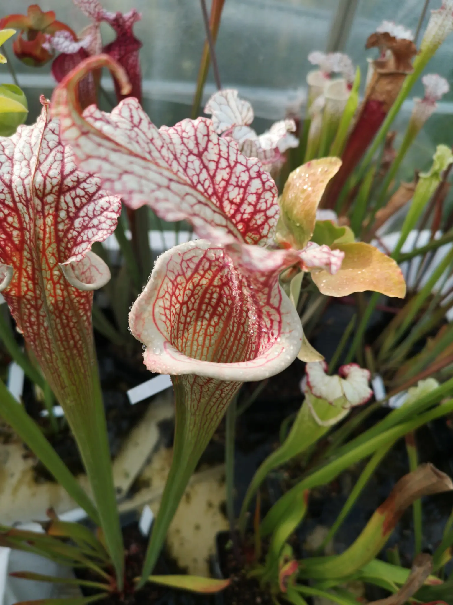 Sarracenia x "White Reptilian"