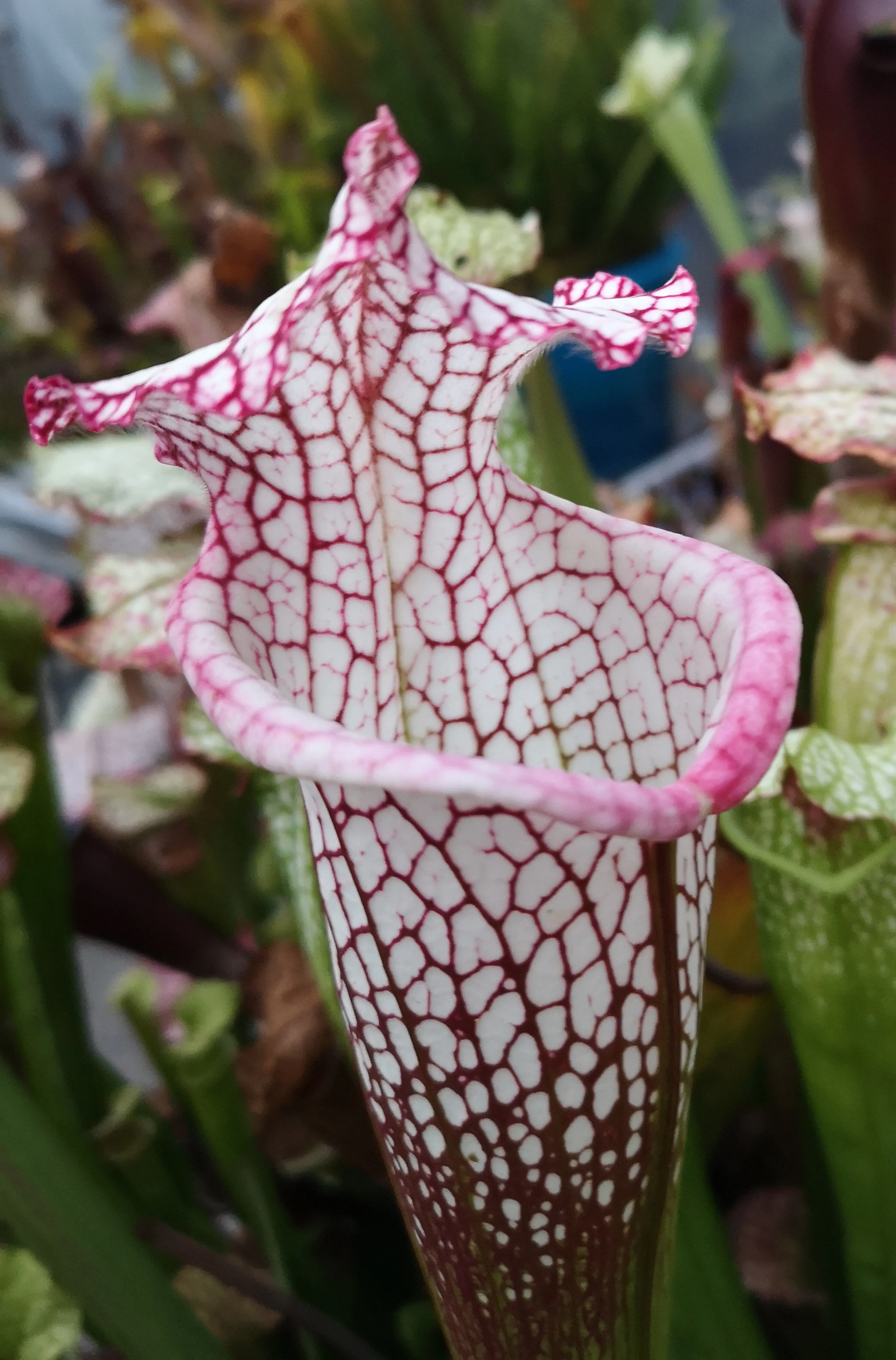 Sarracenia leucophylla, large pink lipped