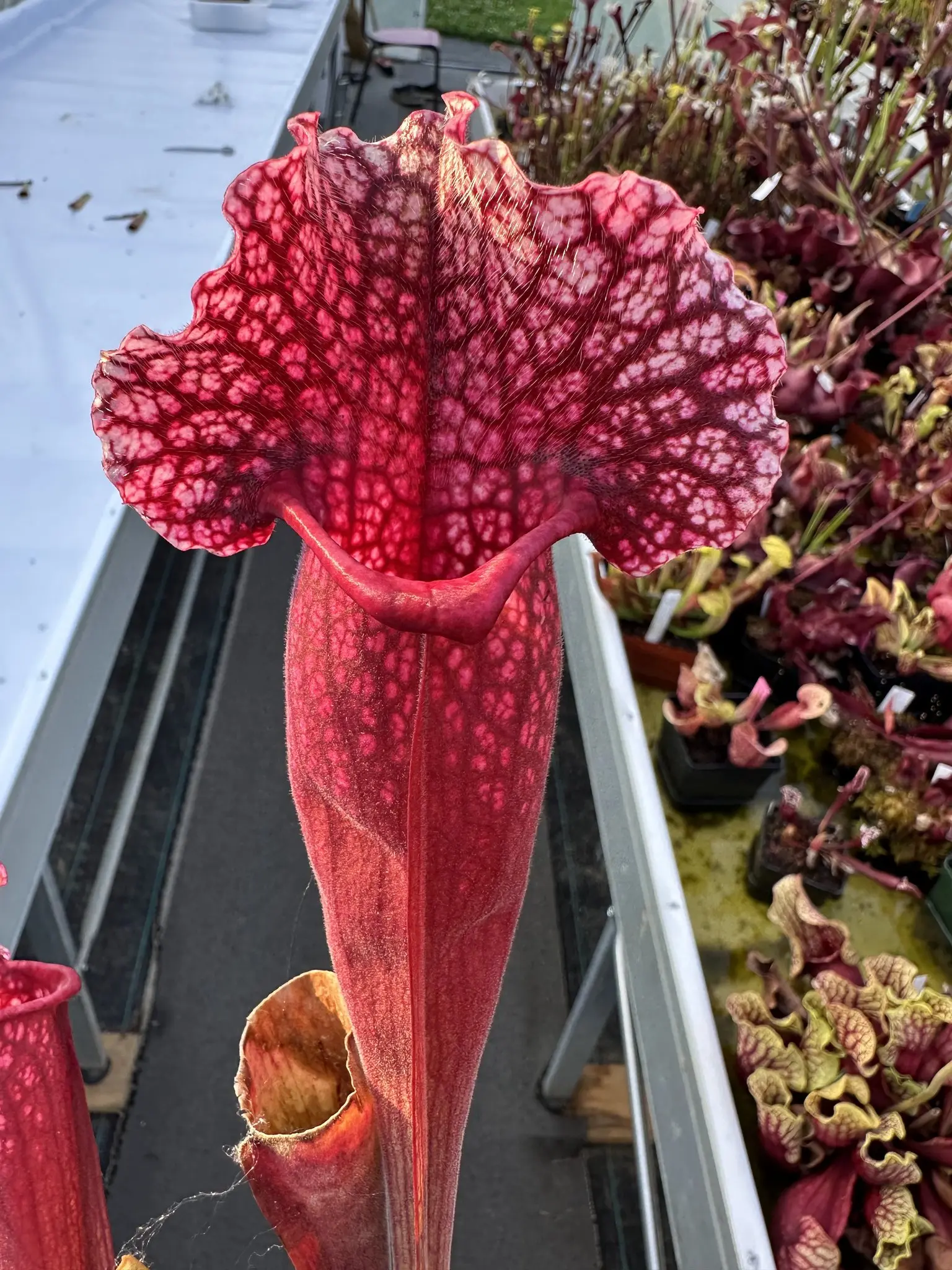 S. x mitchelliana, pink