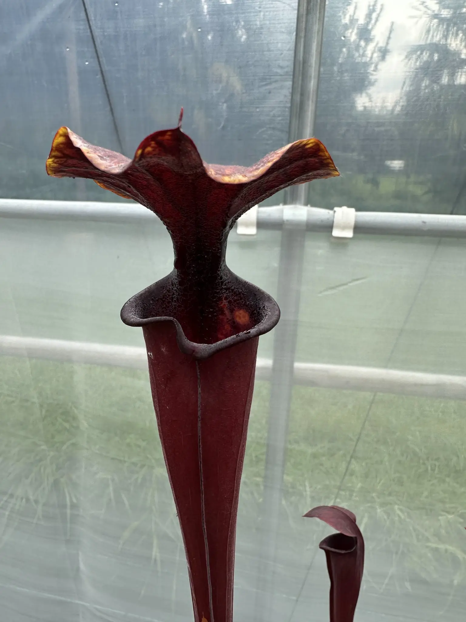 Sarracenia flava rubricorpora DC