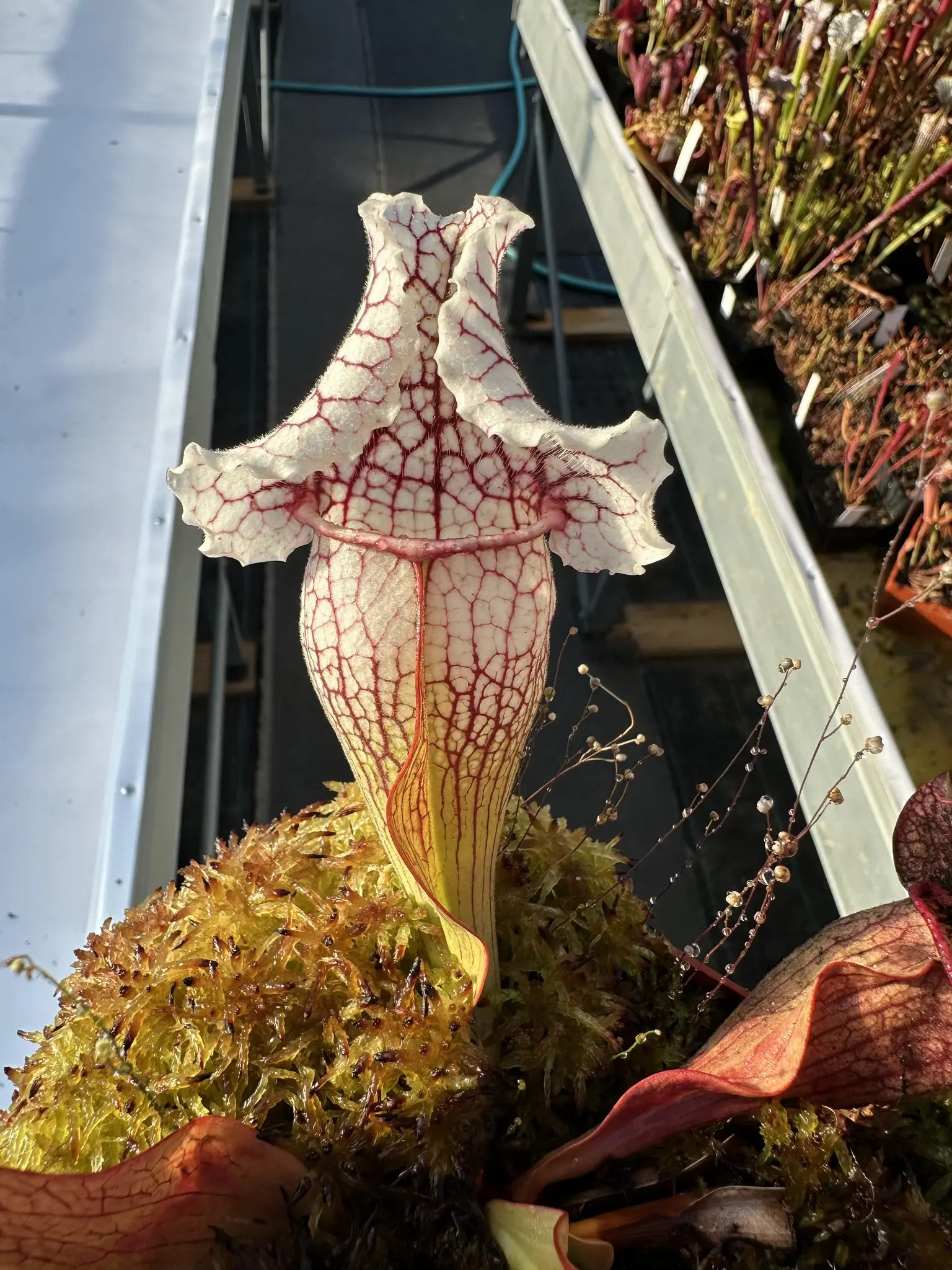 Sarracenia × mitchelliana white