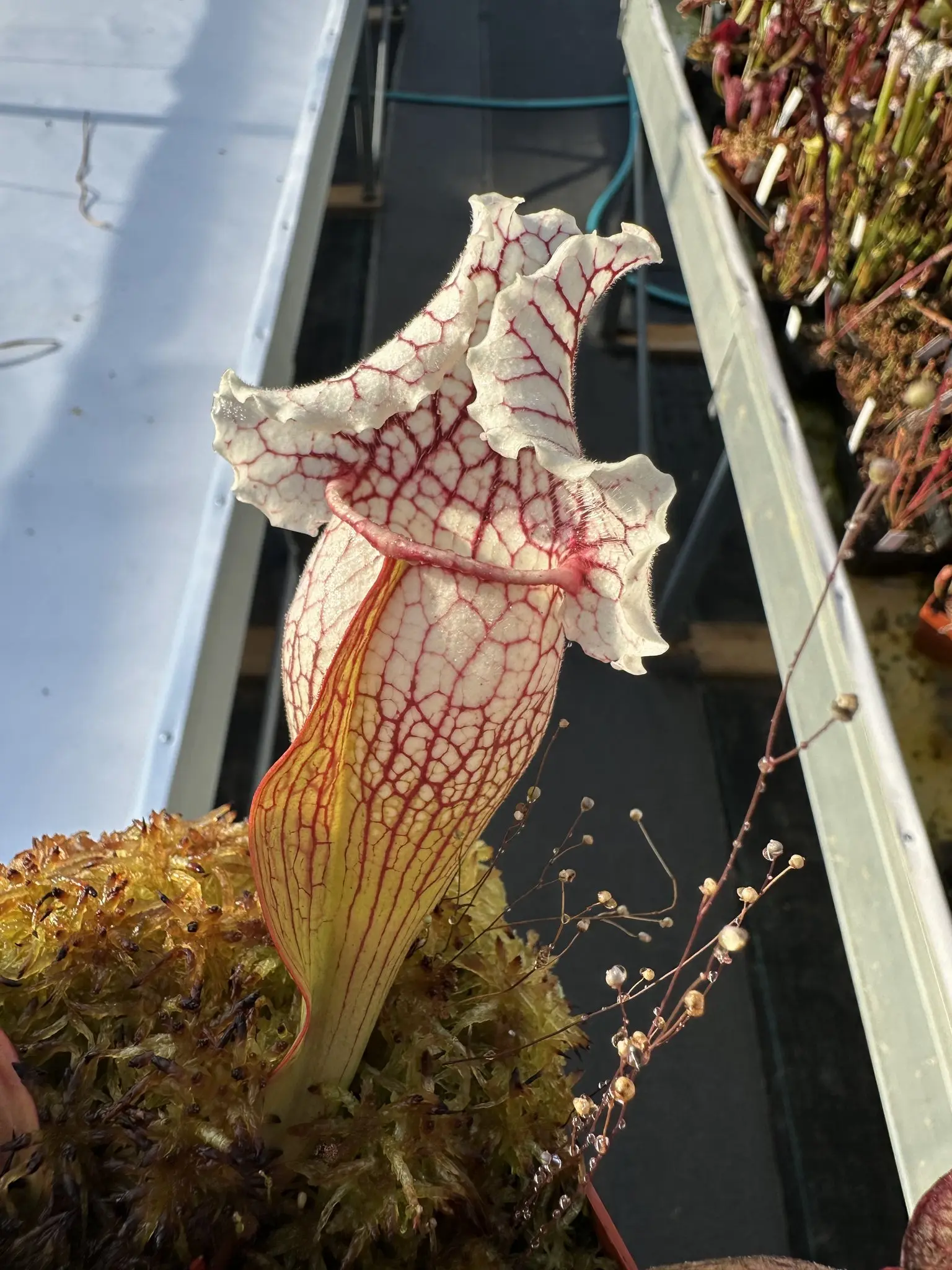 Sarracenia × mitchelliana white