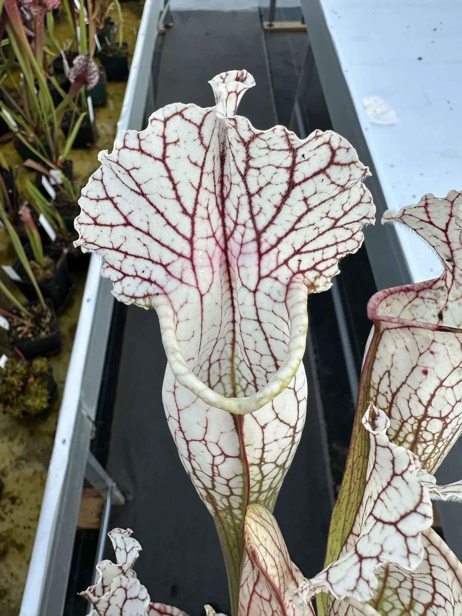 Sarracenia x "Lighting Thief "