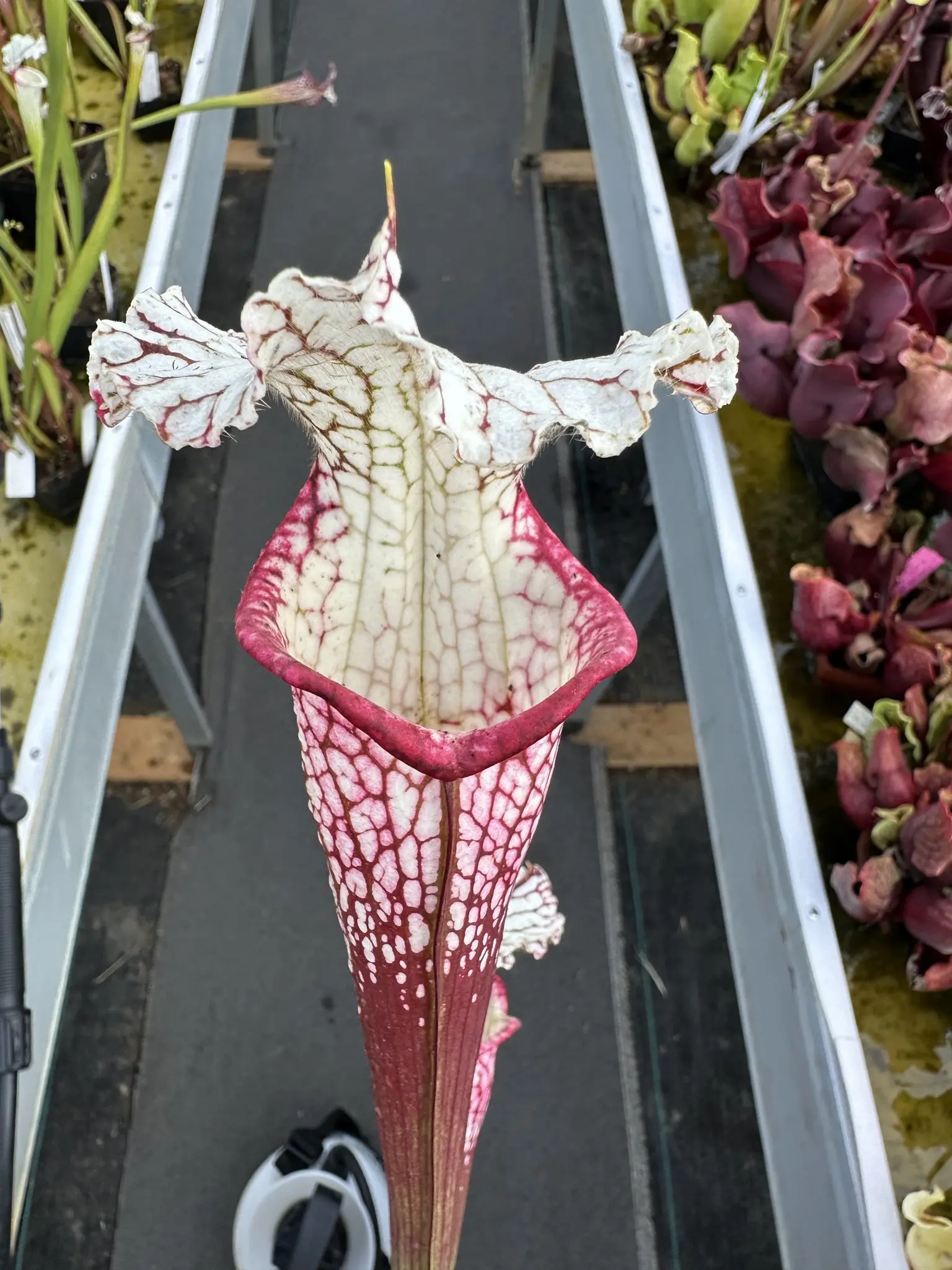 Sarracenia leucophylla, (HCW clone F x 'Dionne')