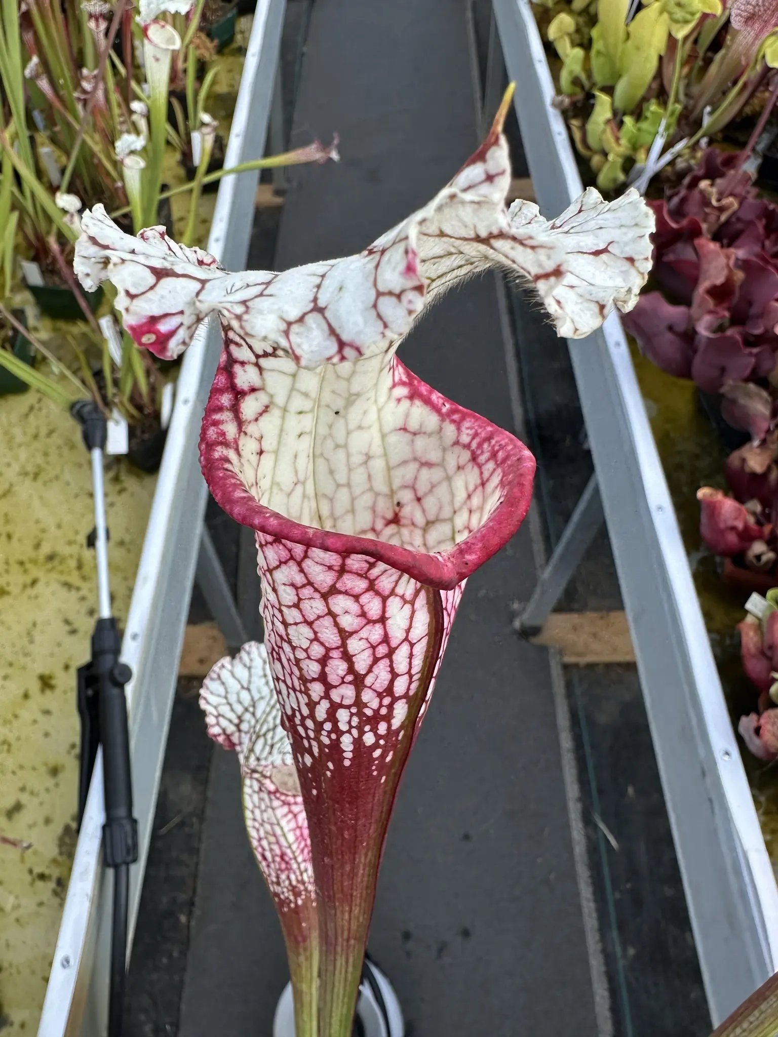 Sarracenia leucophylla, (HCW clone F x 'Dionne')