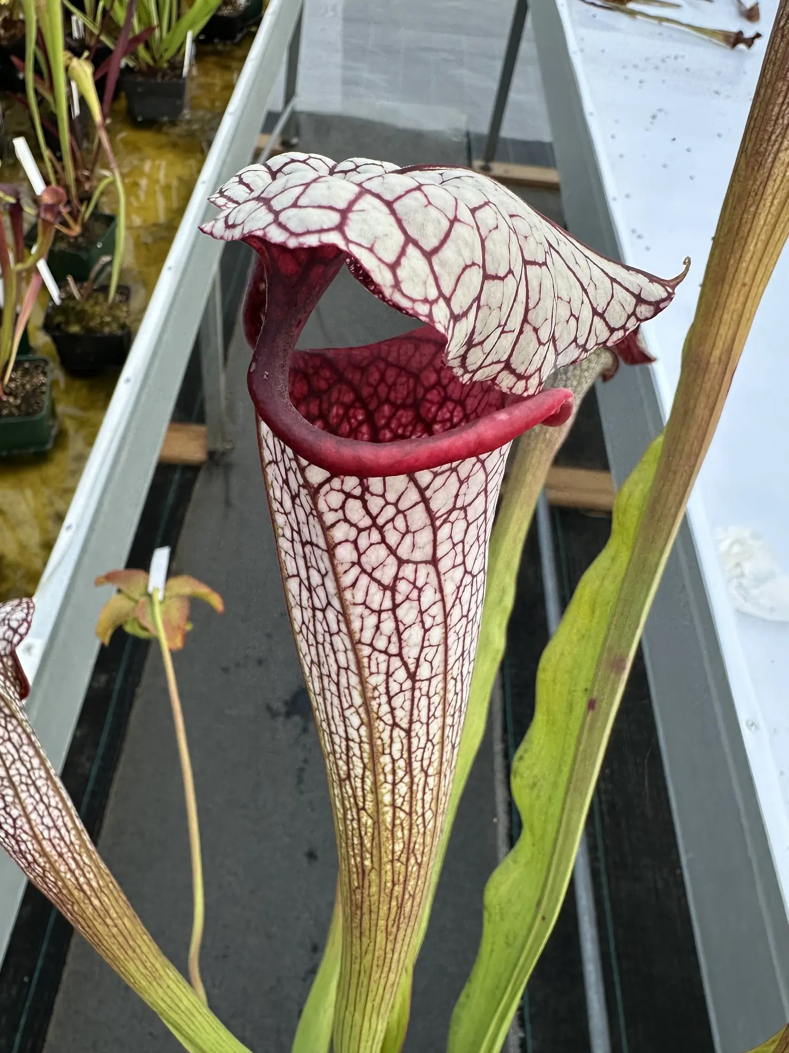 Sarracenia x "Quicksilver"