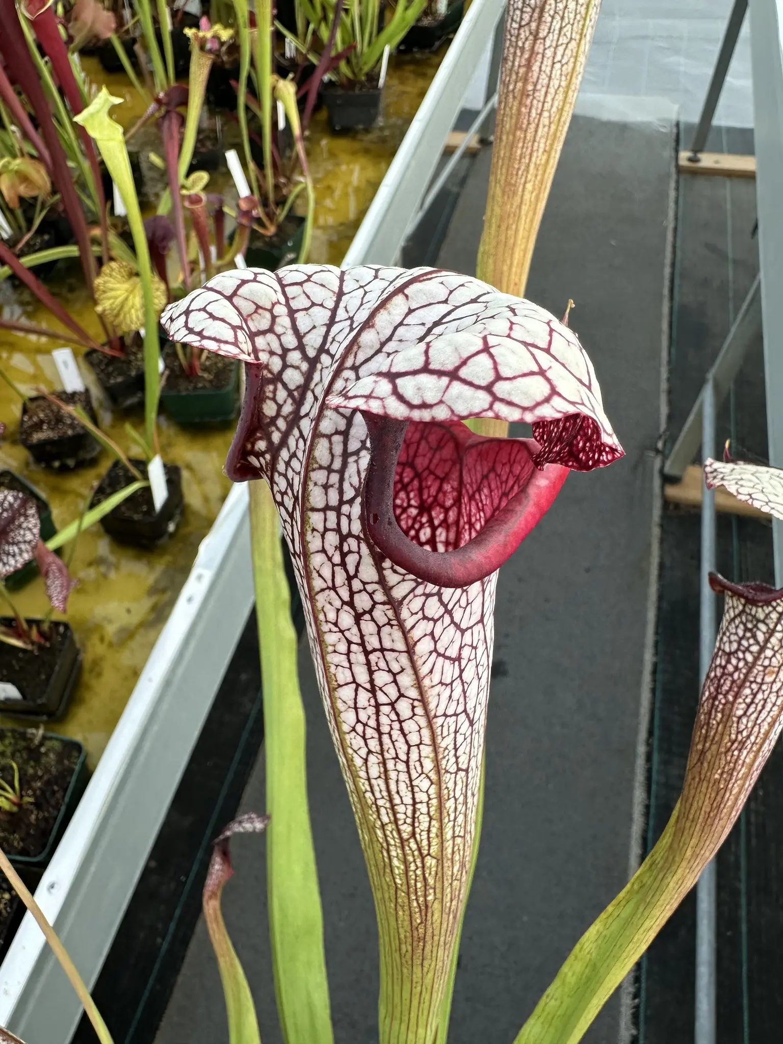 Sarracenia x "Quicksilver"