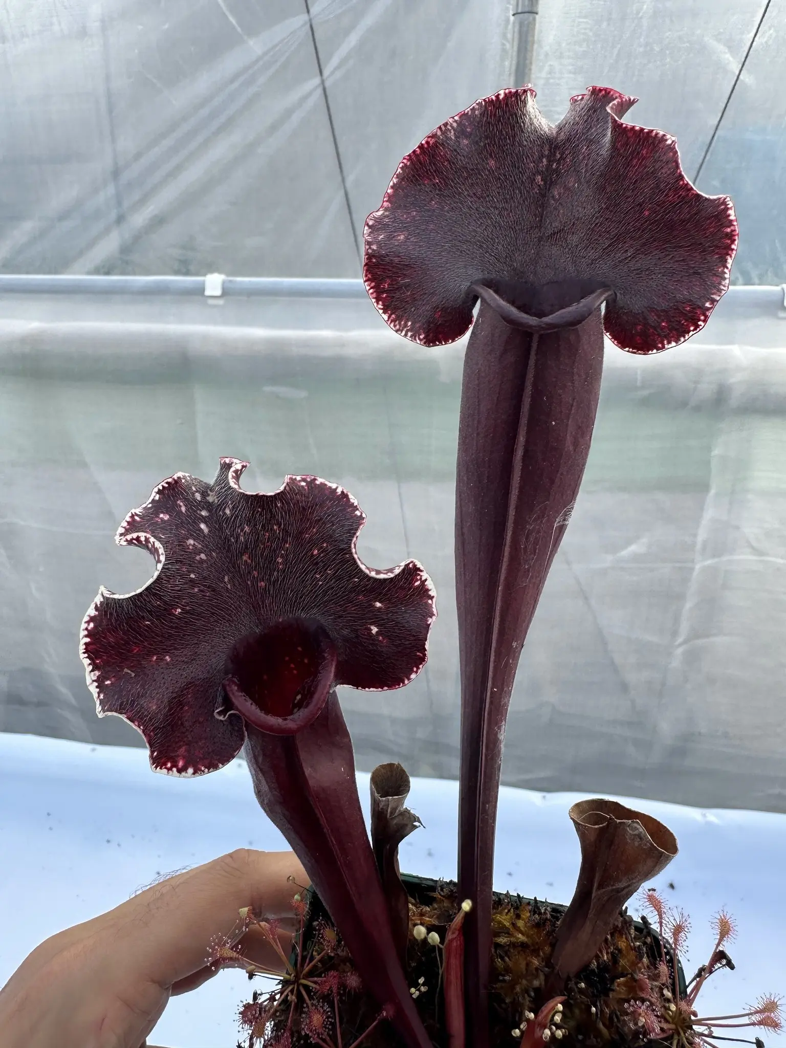 Sarracenia x "Silver lining"
