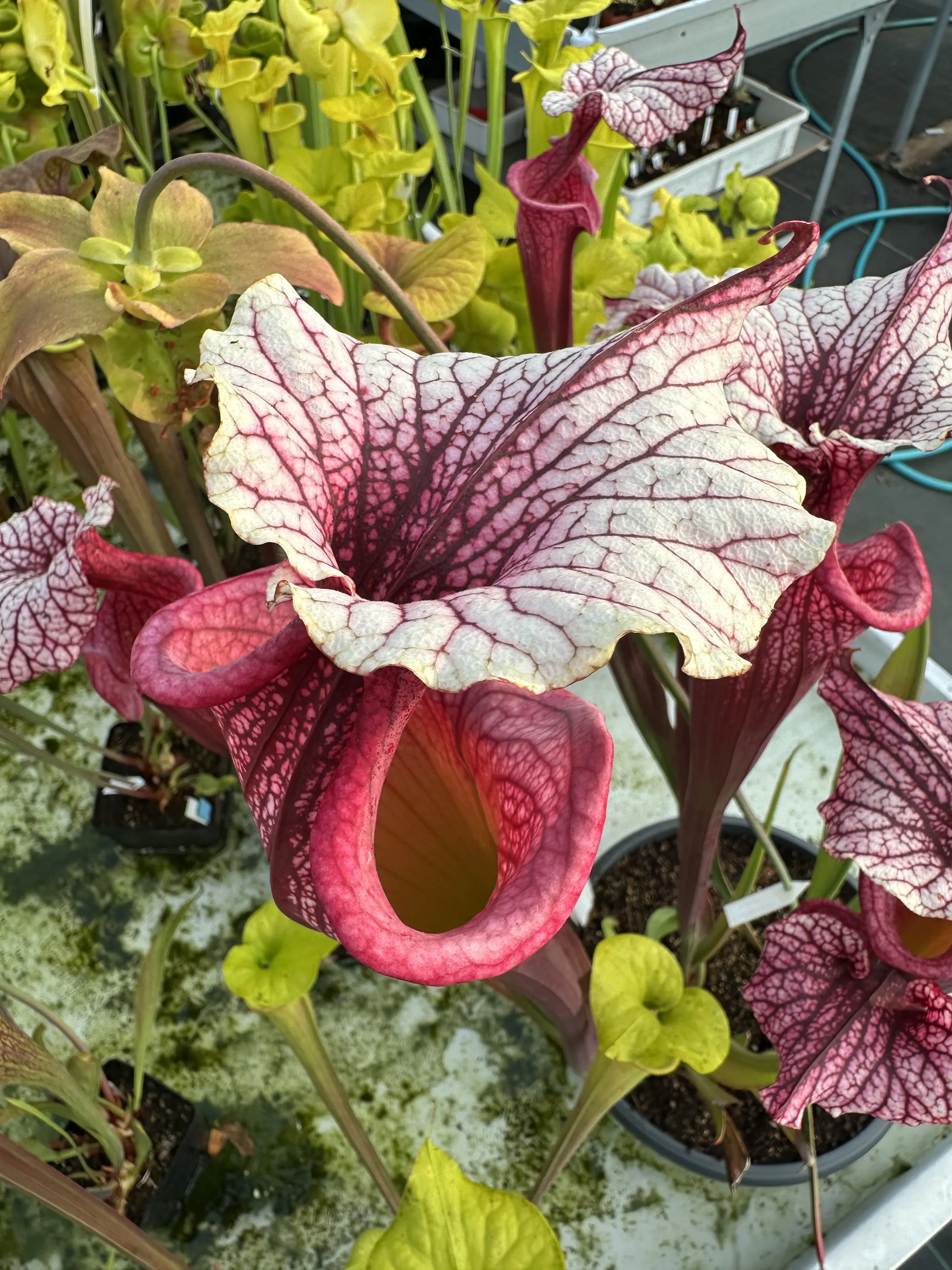 Sarracenia x "Astraeus"