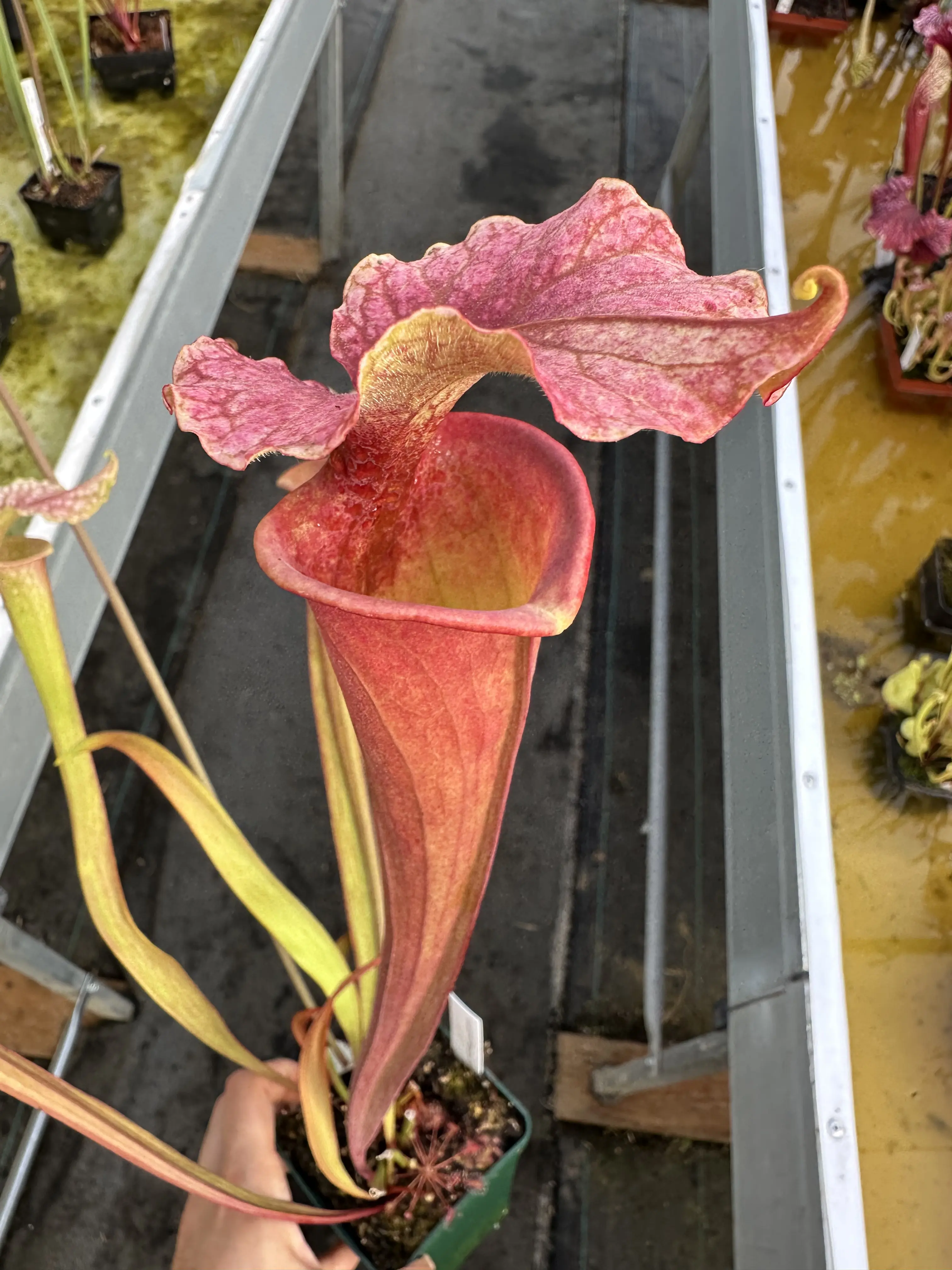 Sarracenia x moorei "Watercolors"