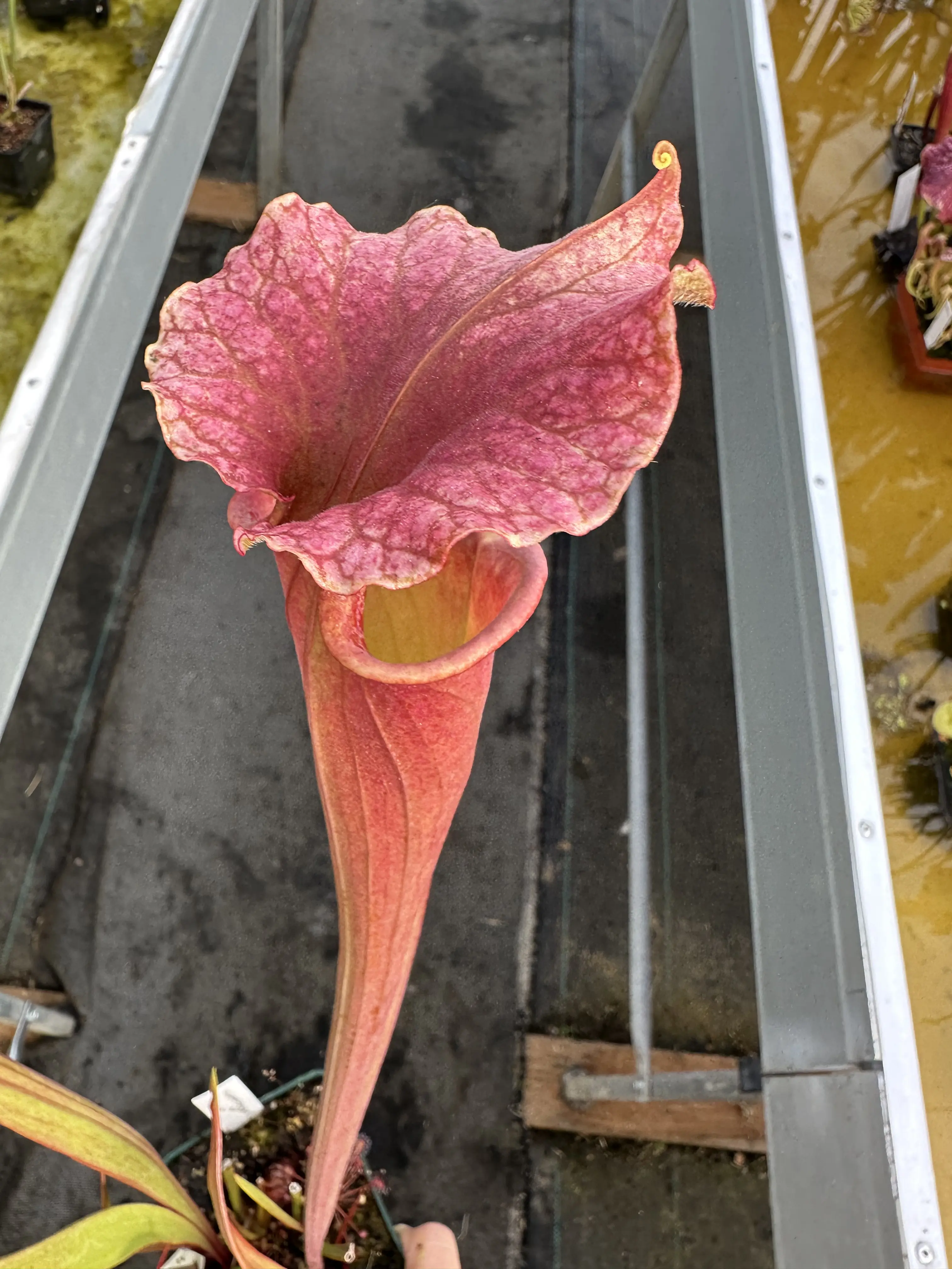 Sarracenia x moorei "Watercolors"