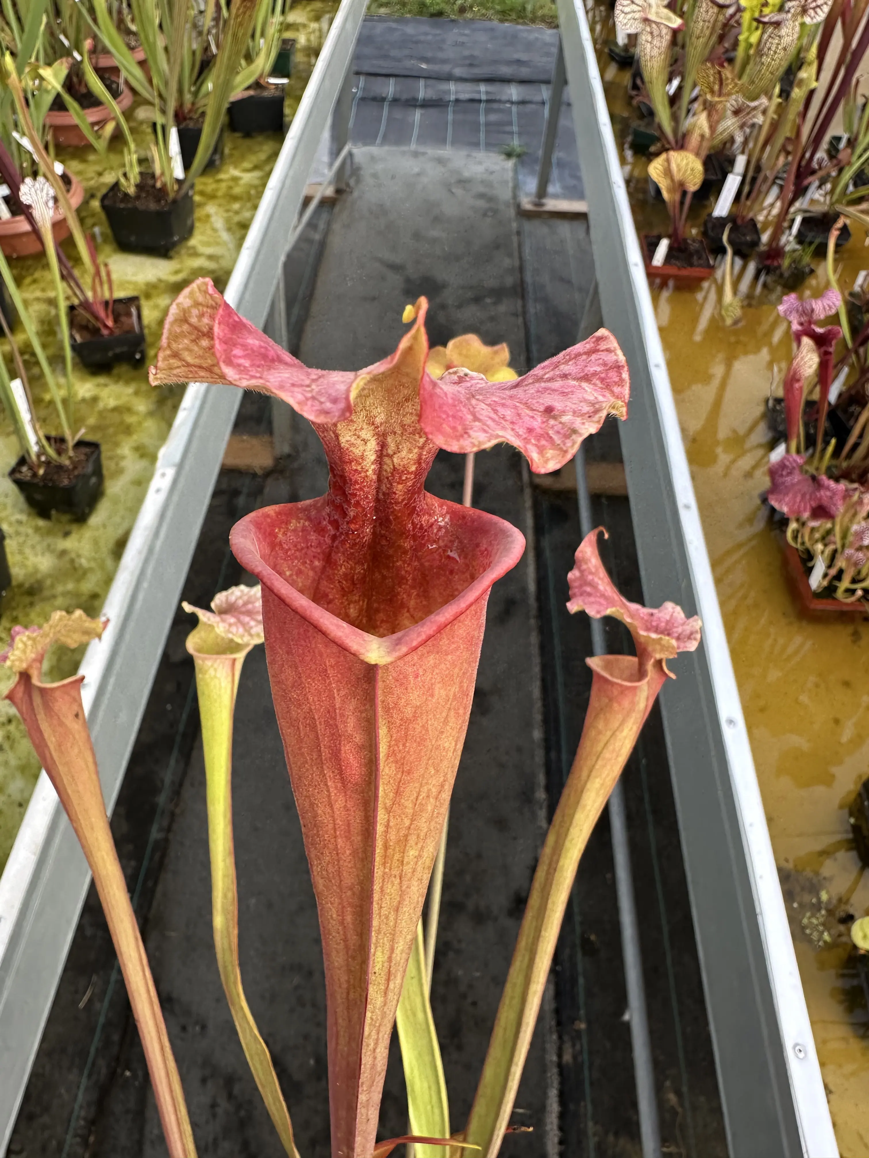 Sarracenia x moorei "Watercolors"