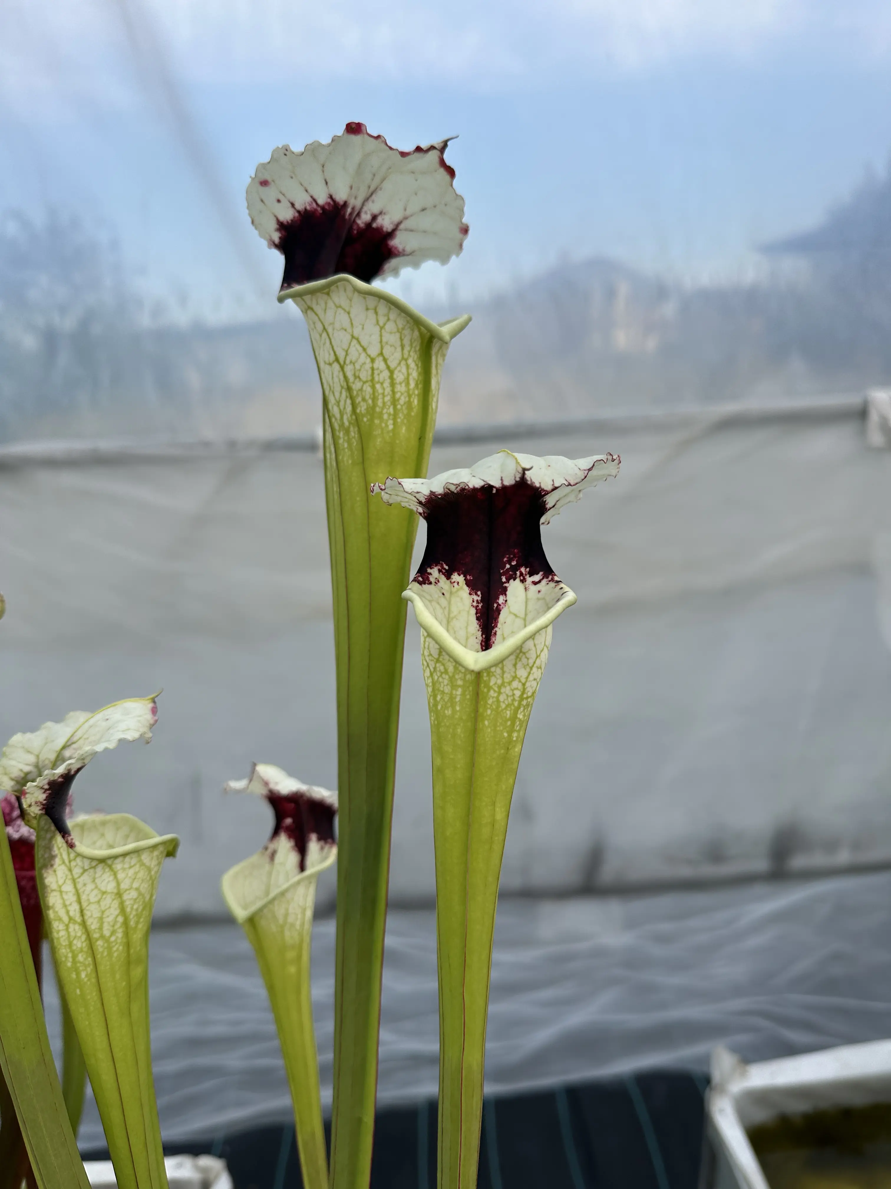 Sarracenia moorei "A poraïs"