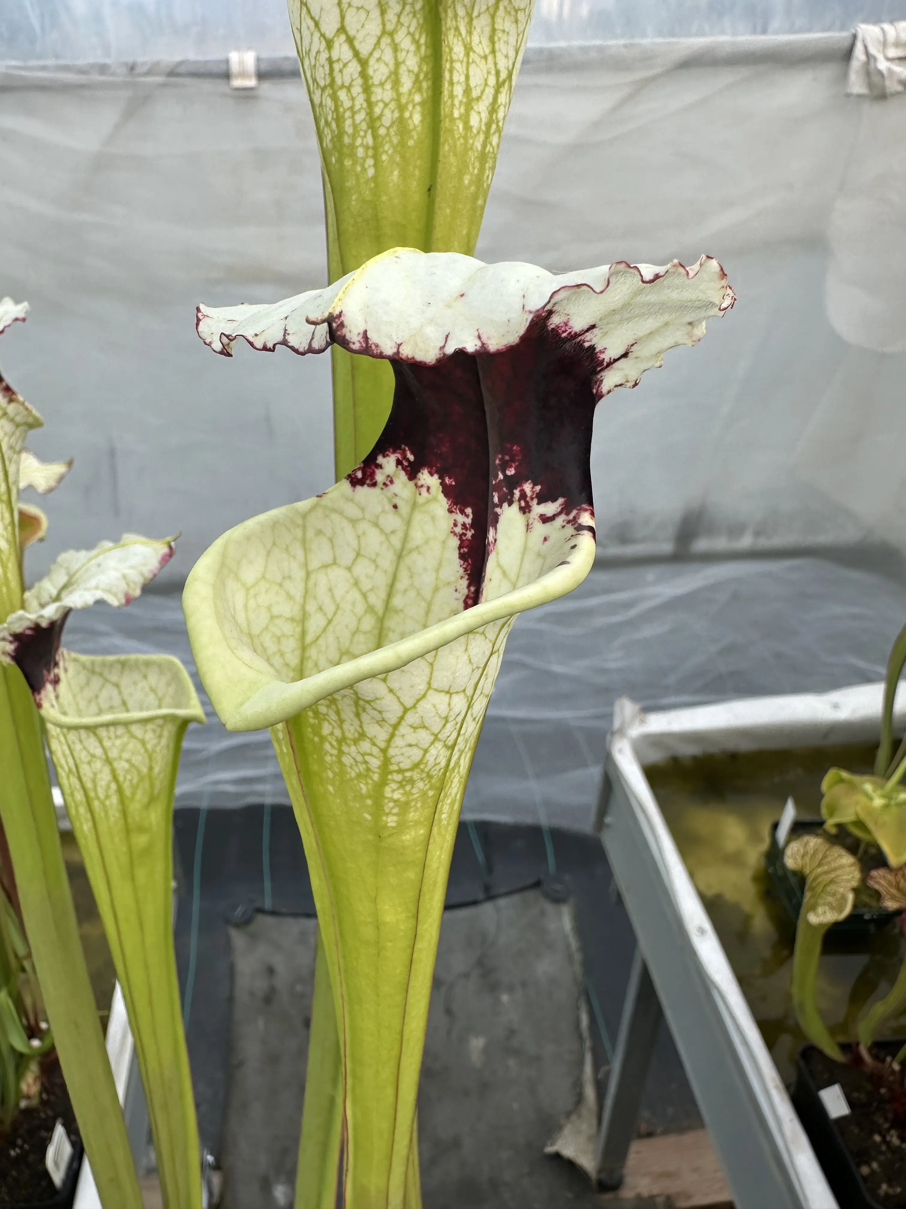 Sarracenia moorei "A poraïs"