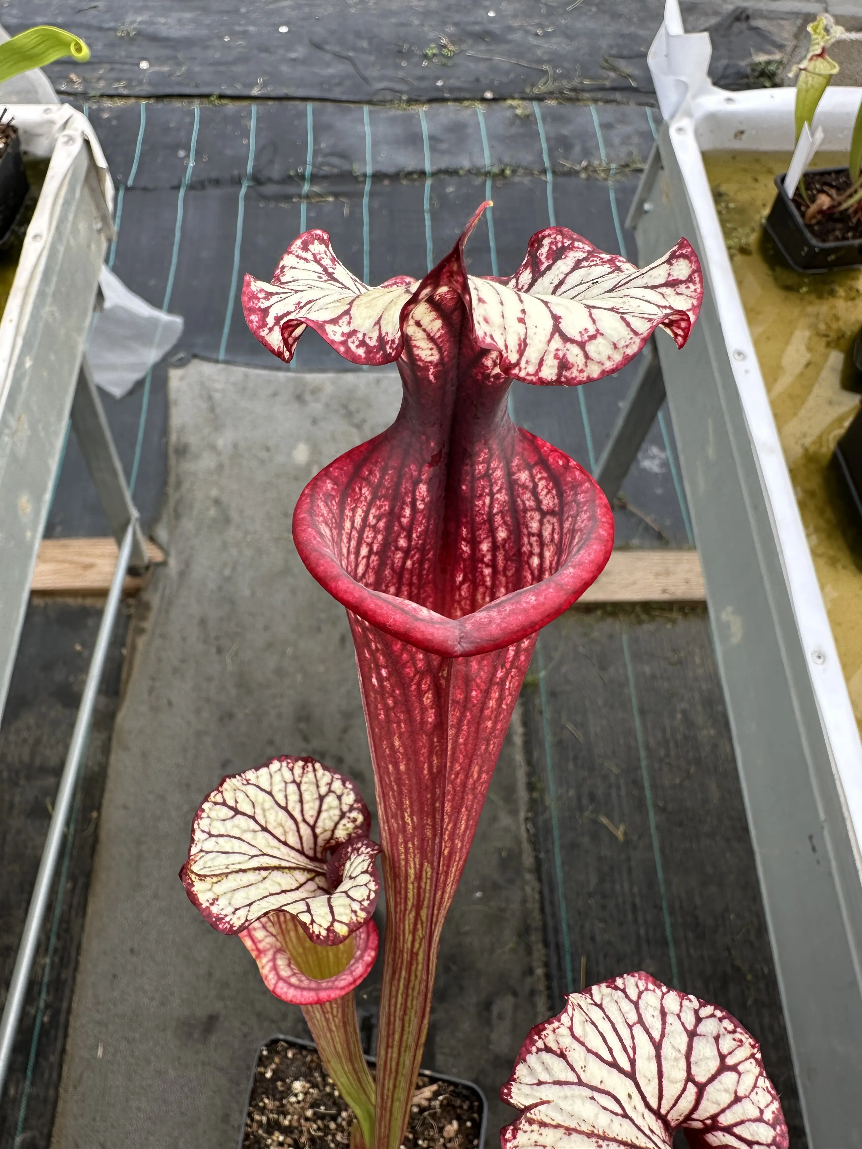 Sarracenia x "Fuchsia Sister"