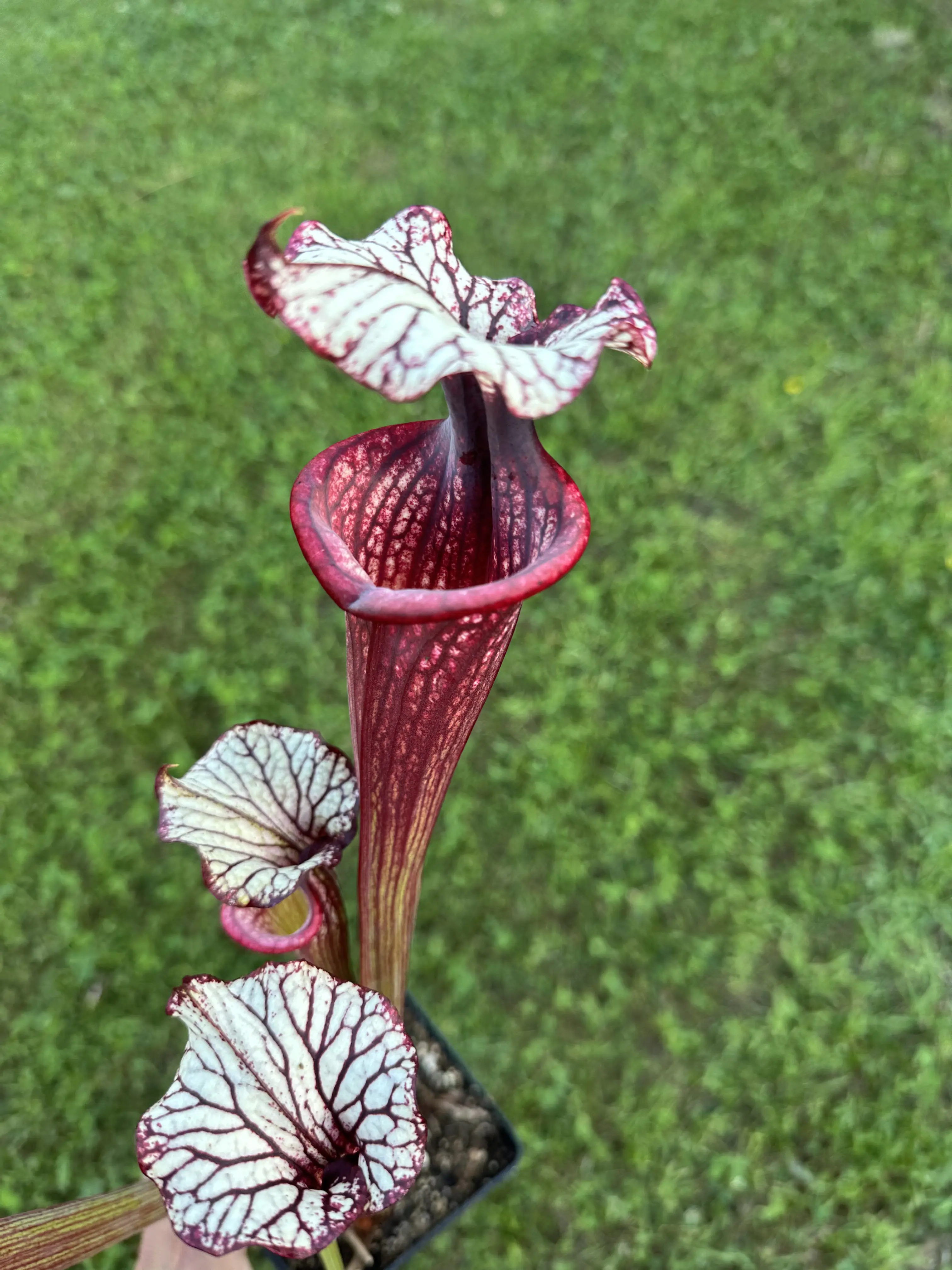 Sarracenia x "Fuchsia Sister"