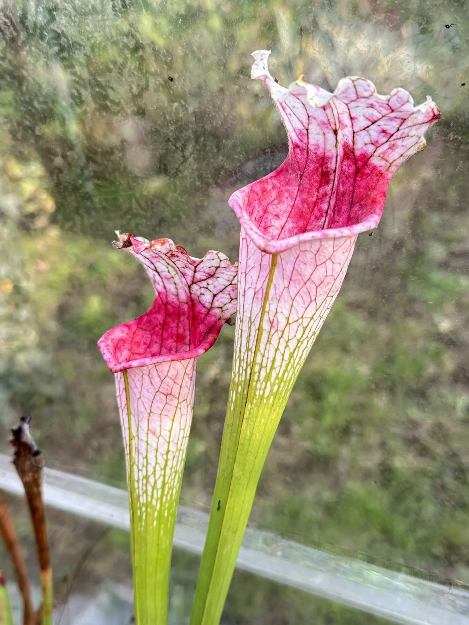 Sarracenia leucophylla var. alba, "Candy ghost" 