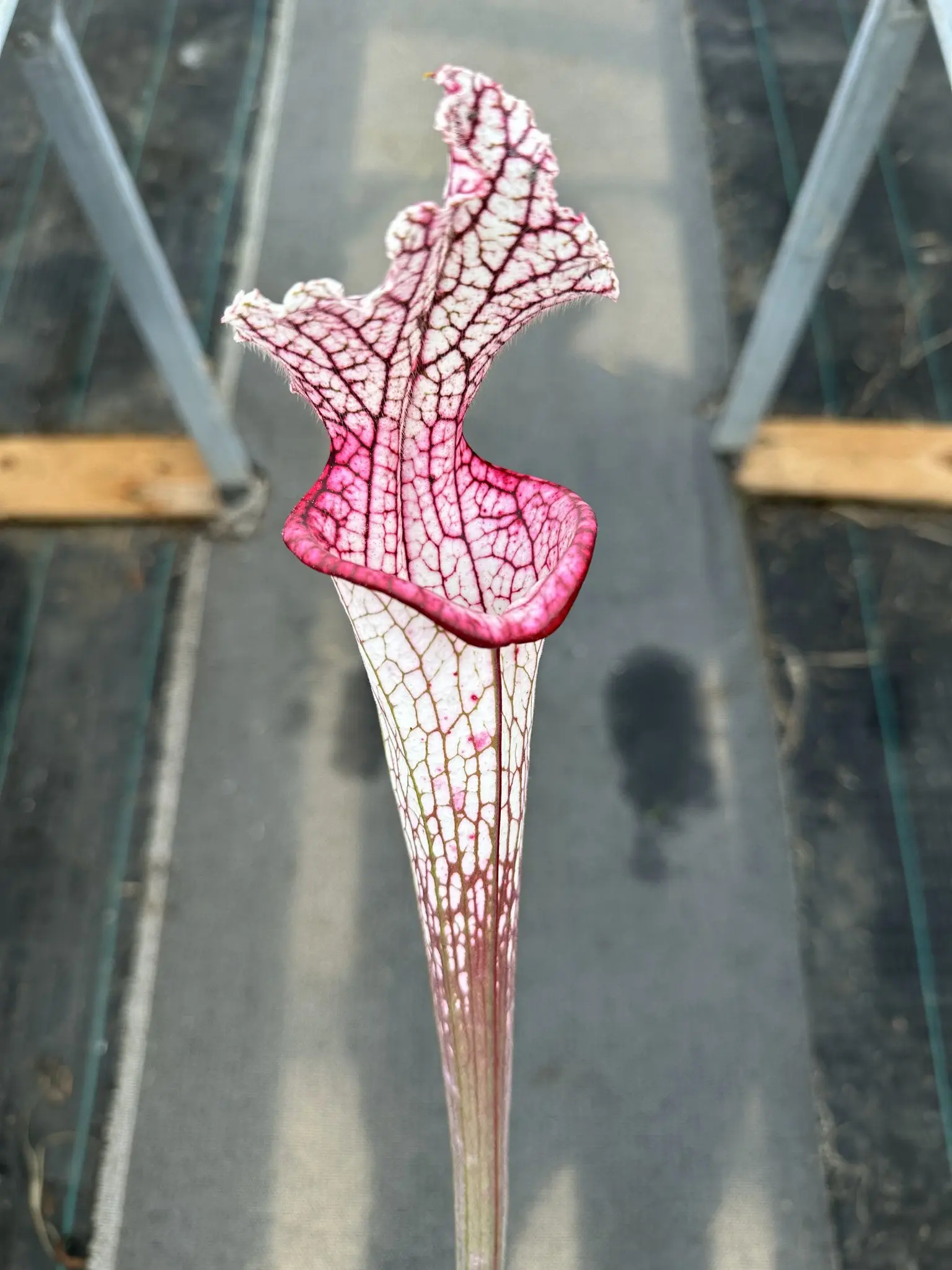 Sarracenia leucophylla "Pink flash"