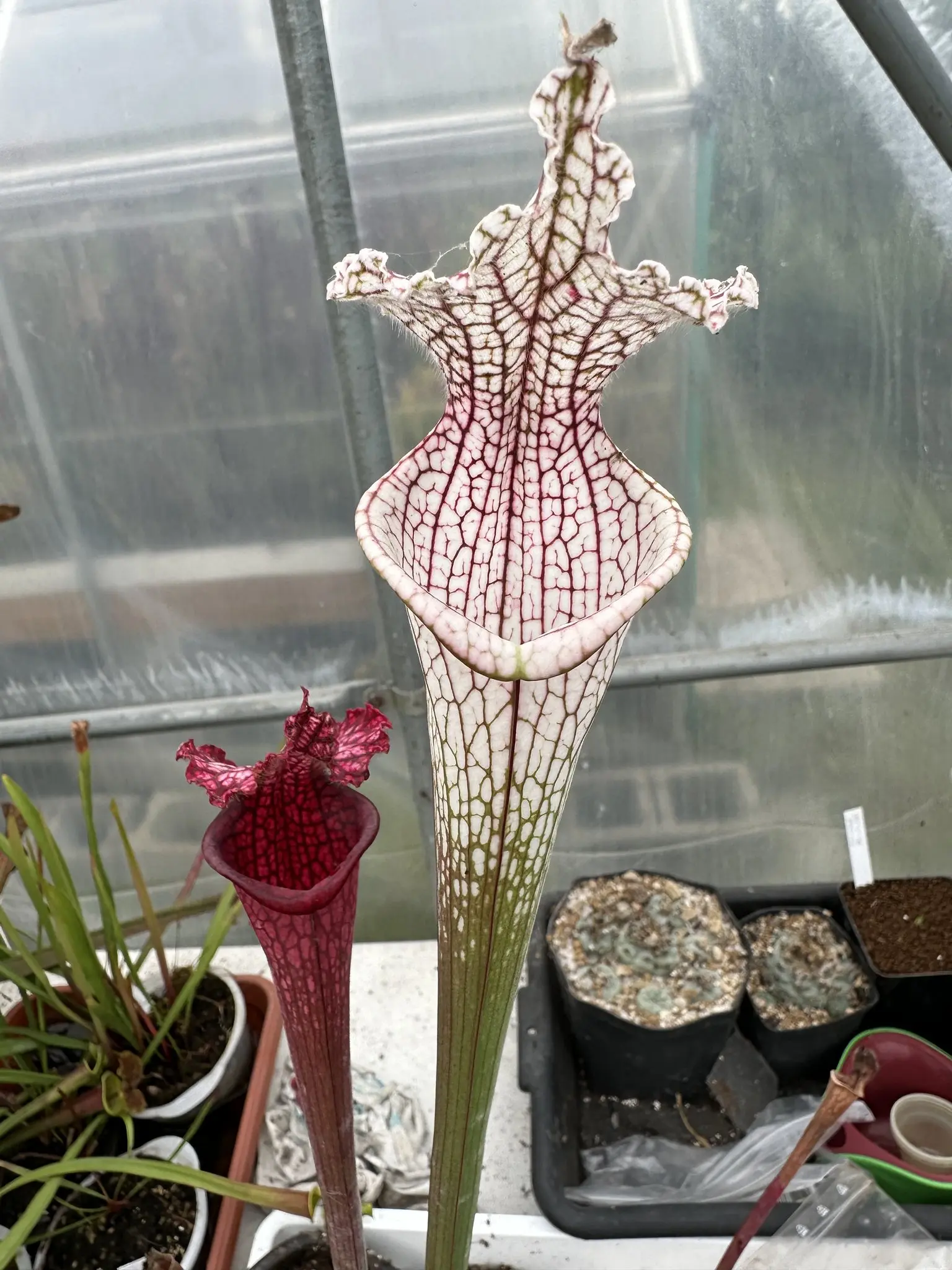 Sarracenia leucophylla "Pink flash"