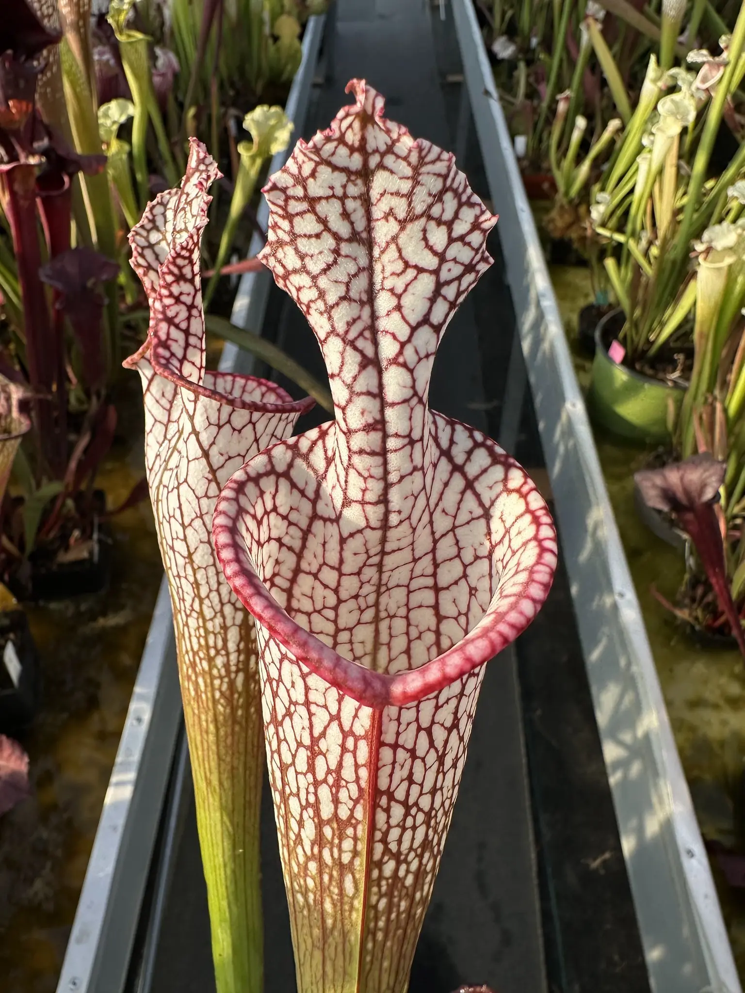 Sarracenia leucophylla 'Bris', lidless