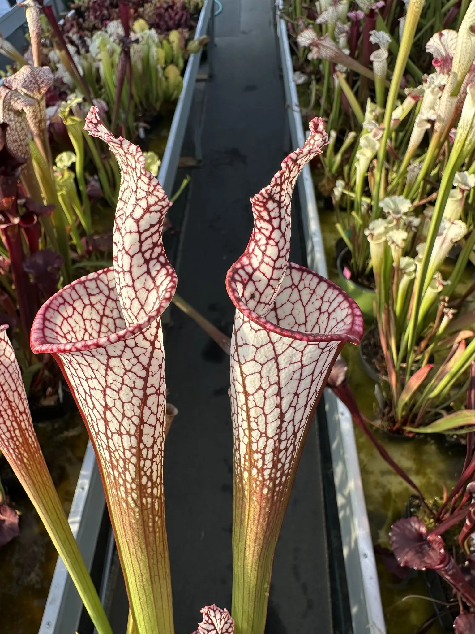 Sarracenia leucophylla 'Bris', lidless