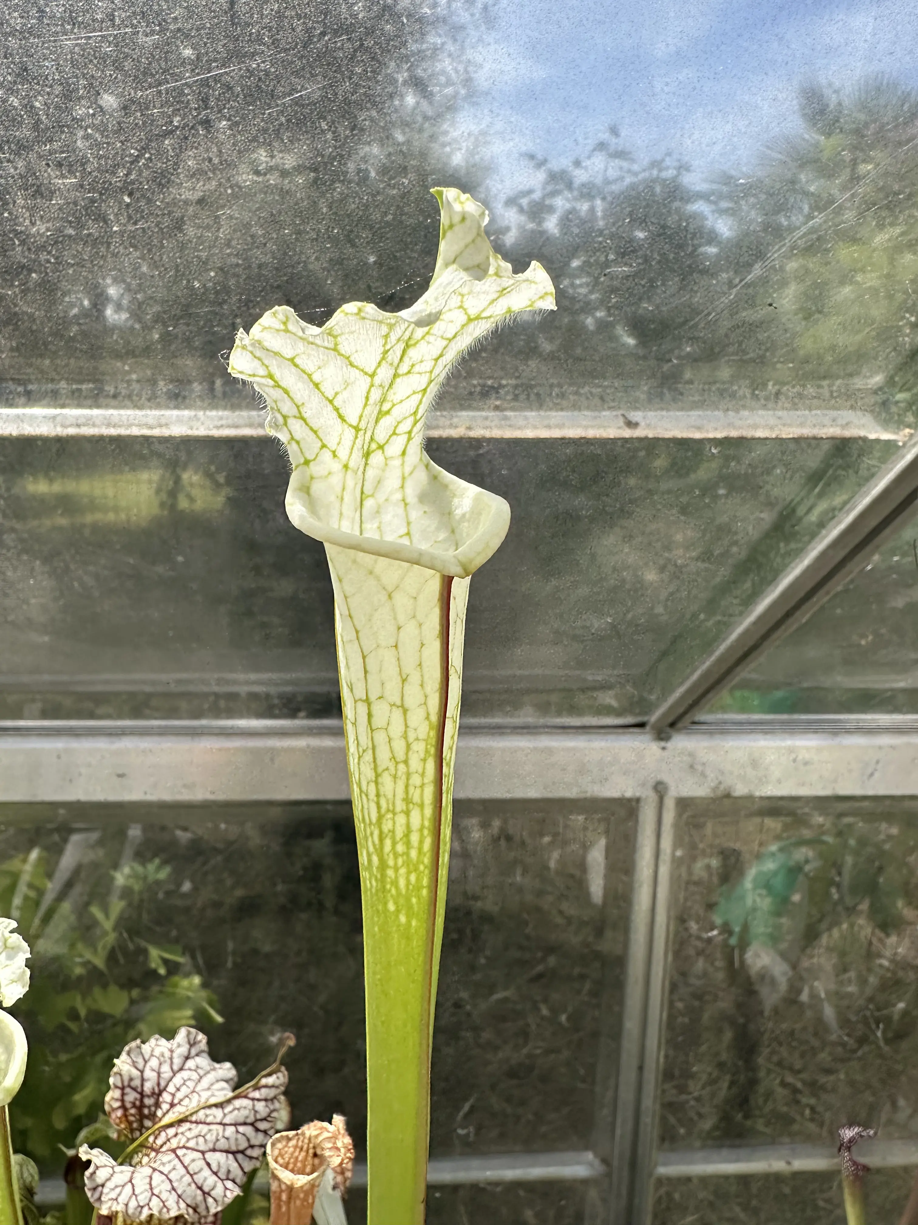 Sarracenia leucophylla var. alba
