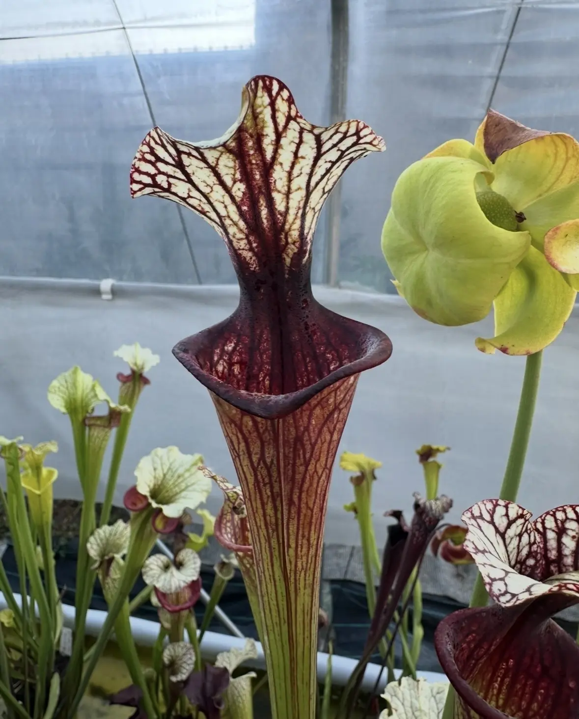 Sarracenia x 'Inspiration'