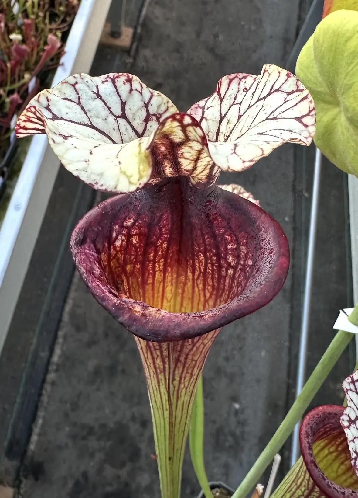 Sarracenia x 'Inspiration'