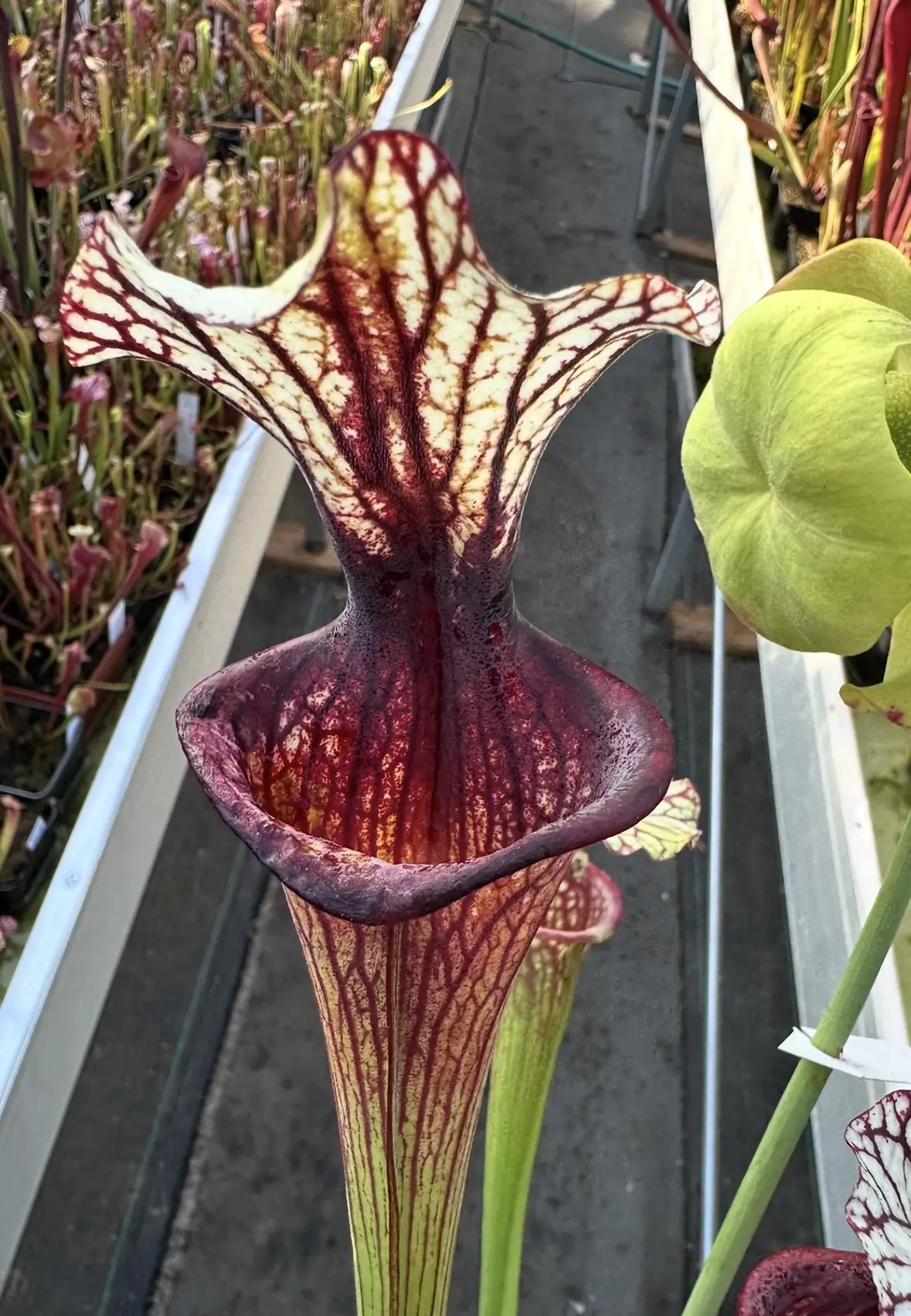 Sarracenia x 'Inspiration'