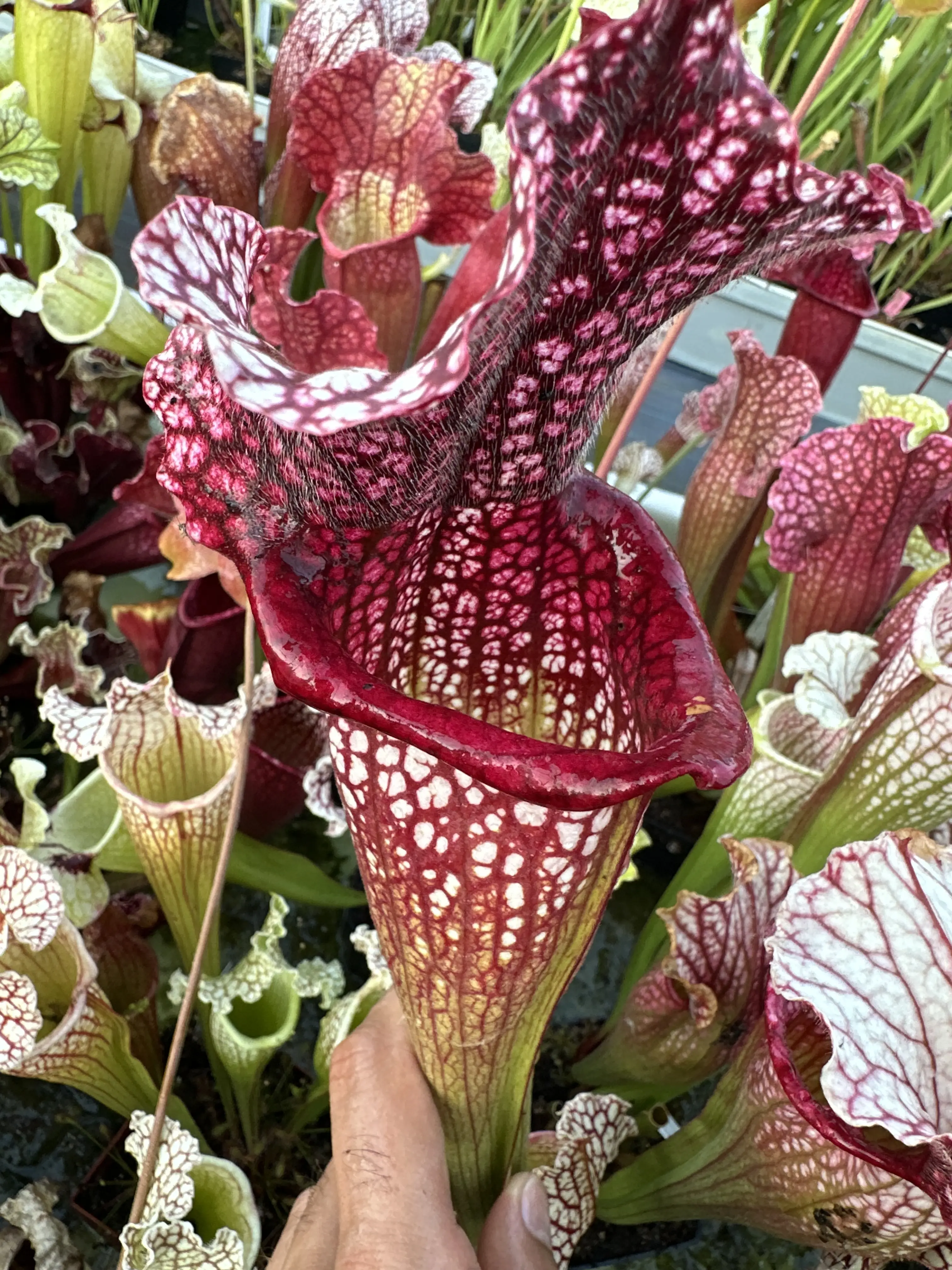 Sarracenia x 'Mega Mouth'