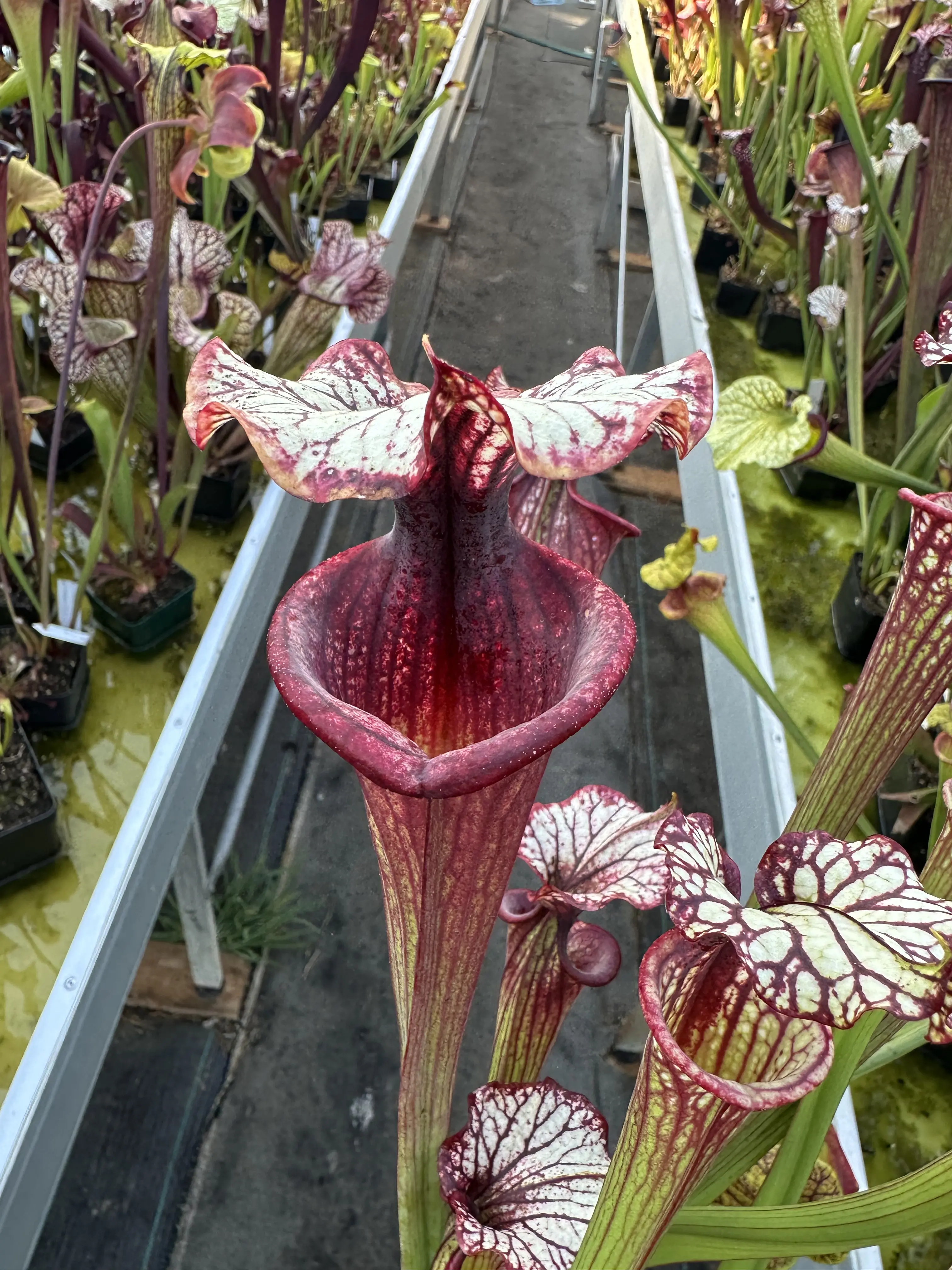 Sarracenia x "Fuchsia"