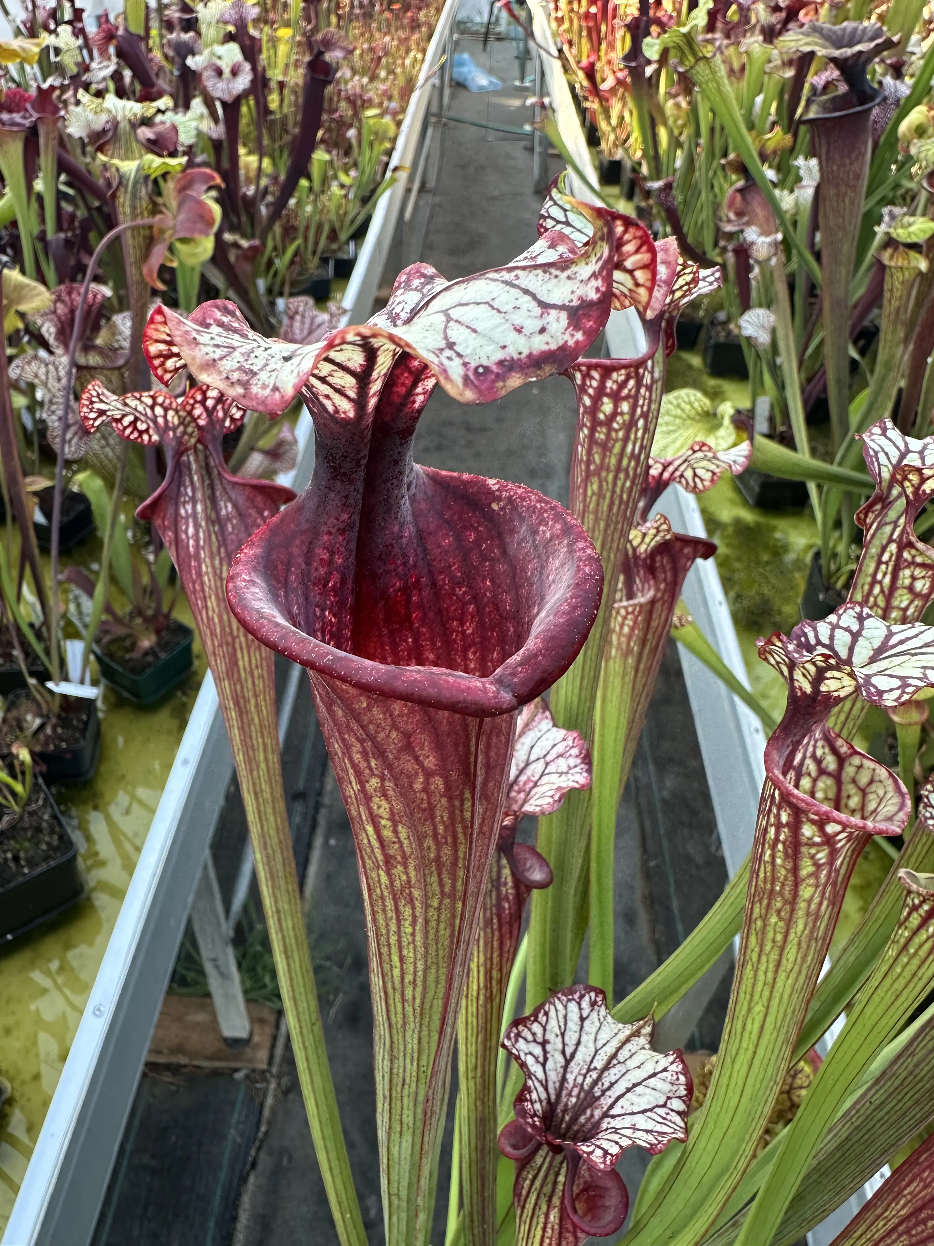 Sarracenia x "Fuchsia"