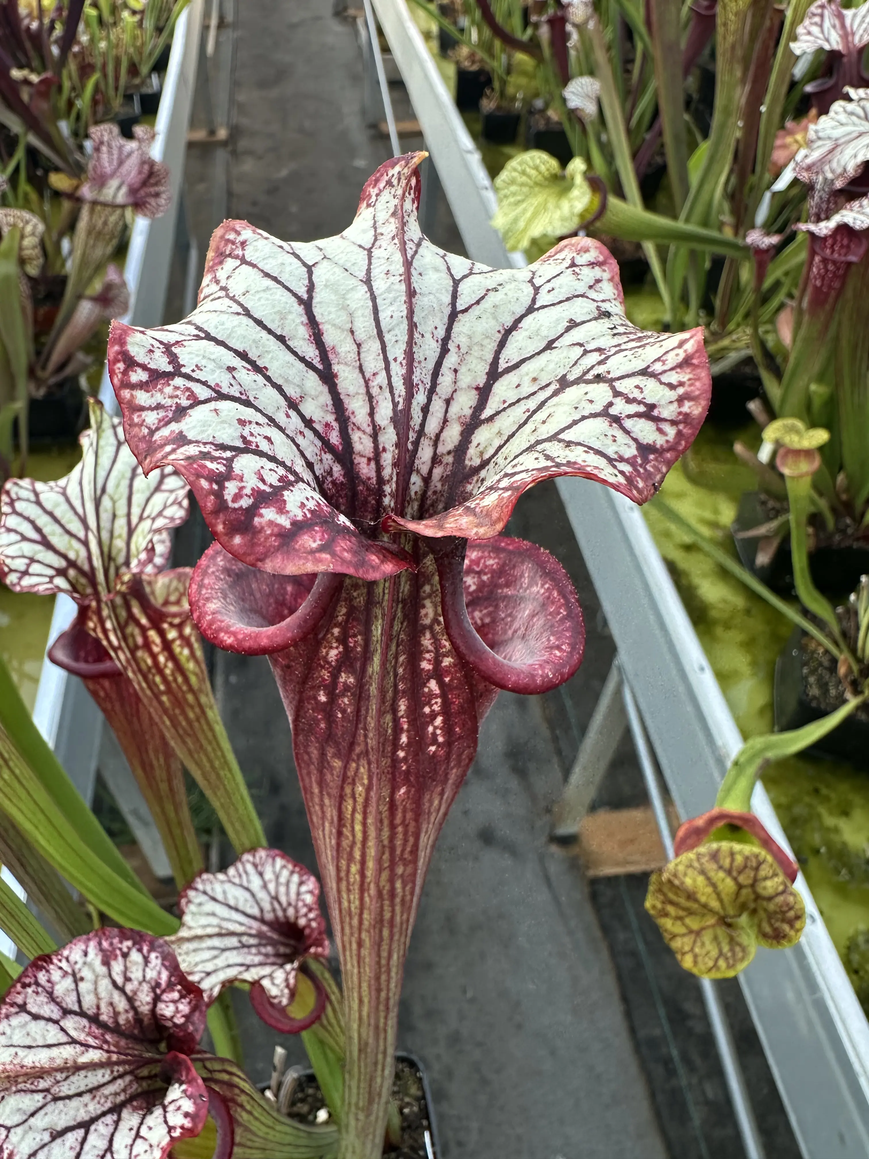 Sarracenia x "Fuchsia"