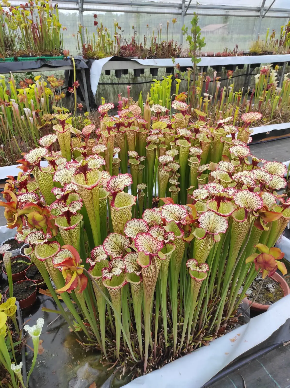 Sarracenia moorei 'Leah Wilkerson'