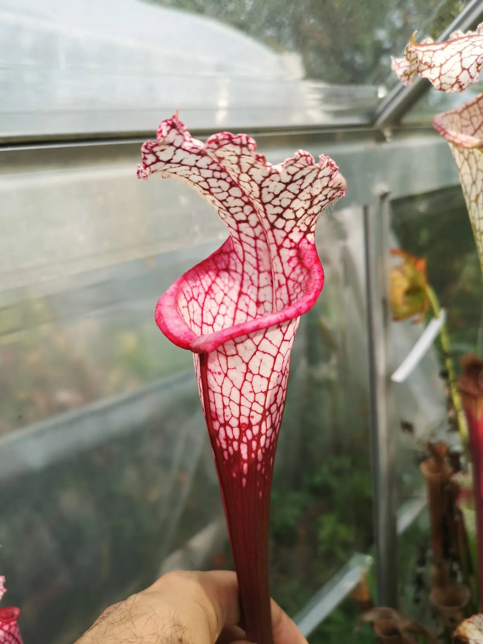 Sarracenia leucophylla "Ruby Joyce"